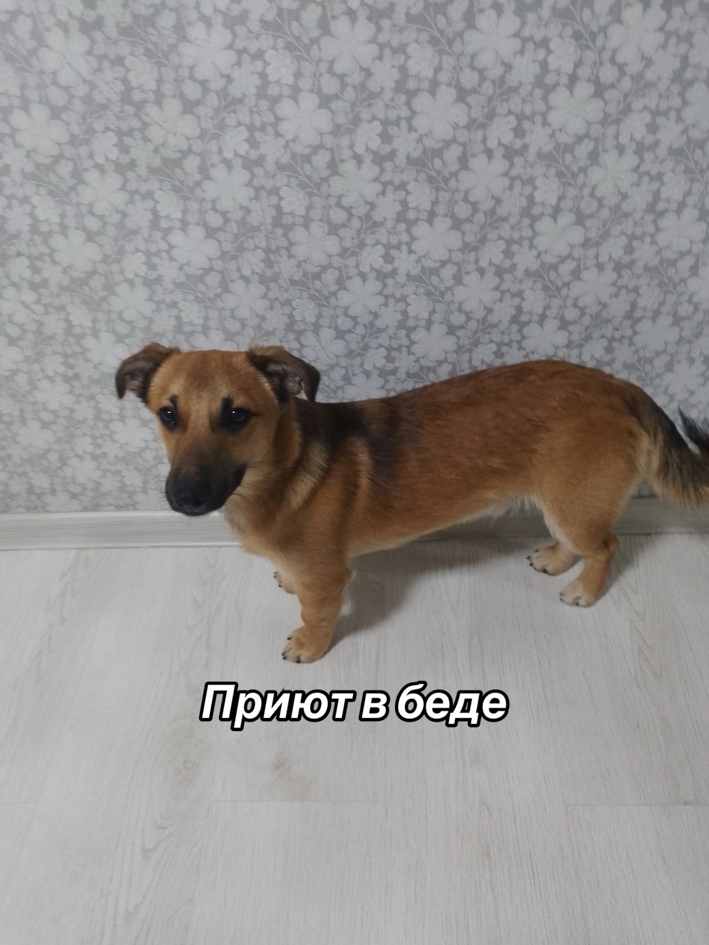 @Приют Потеряшка