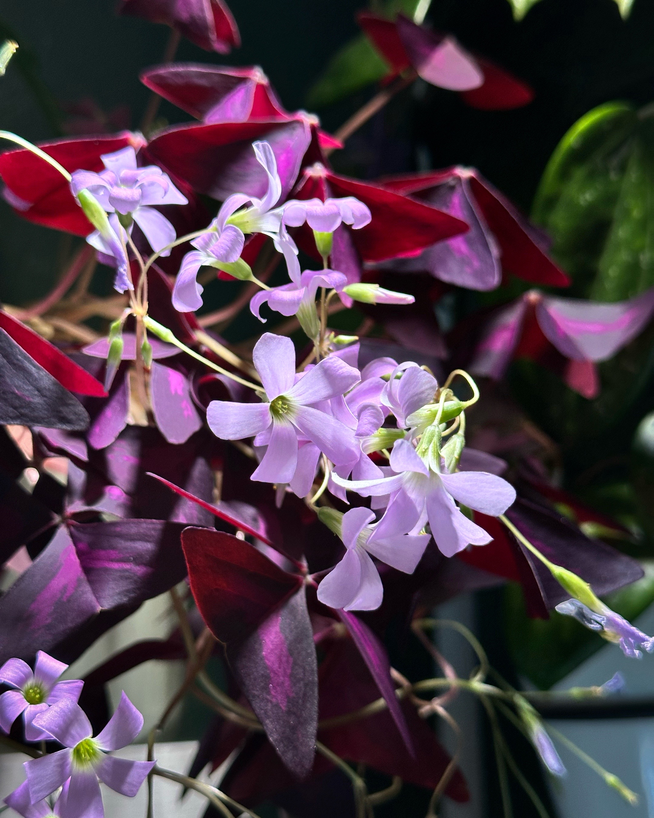 @Migs | Orchids ๐ธ