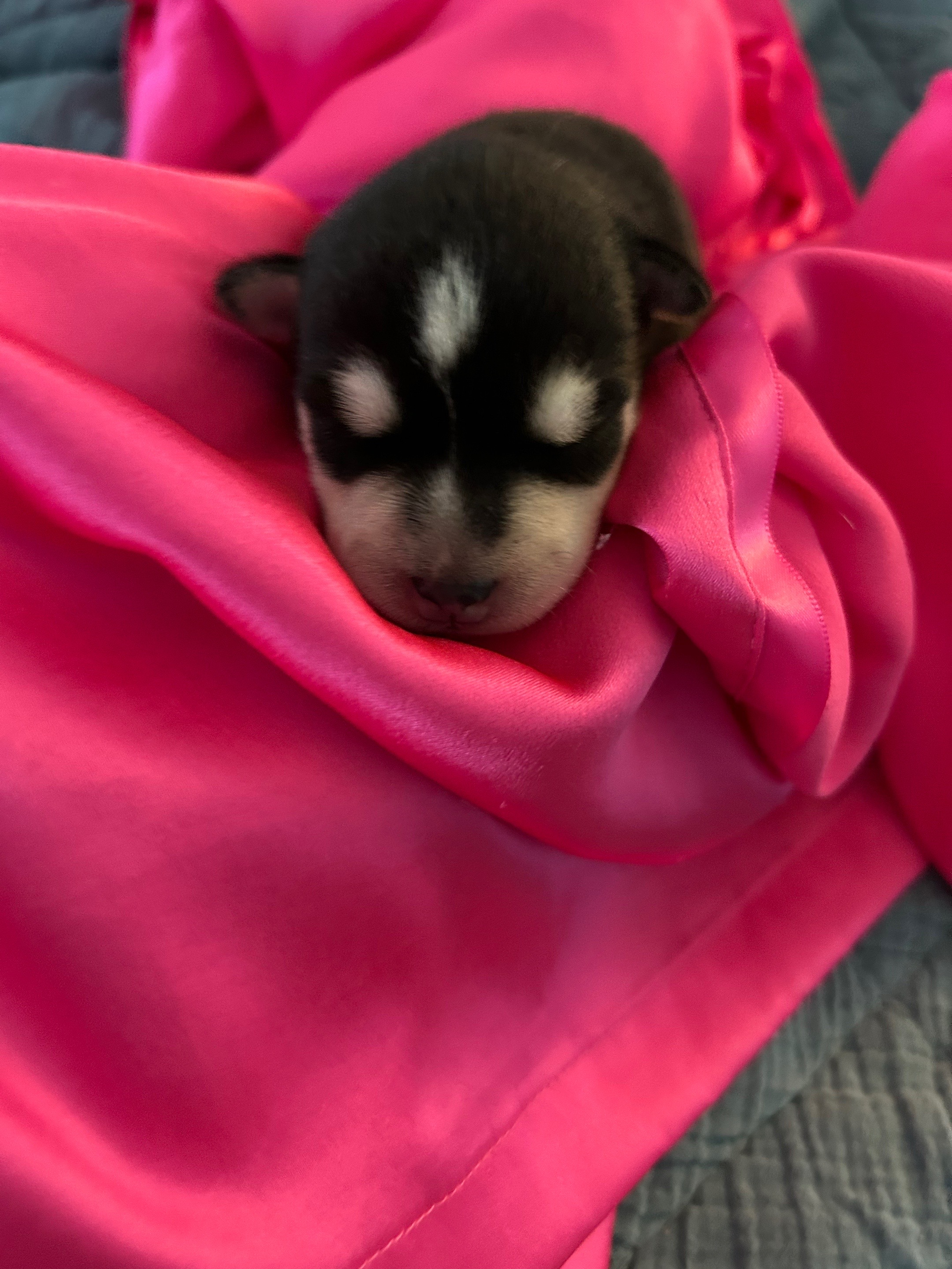 @kleekaipuppies4sale