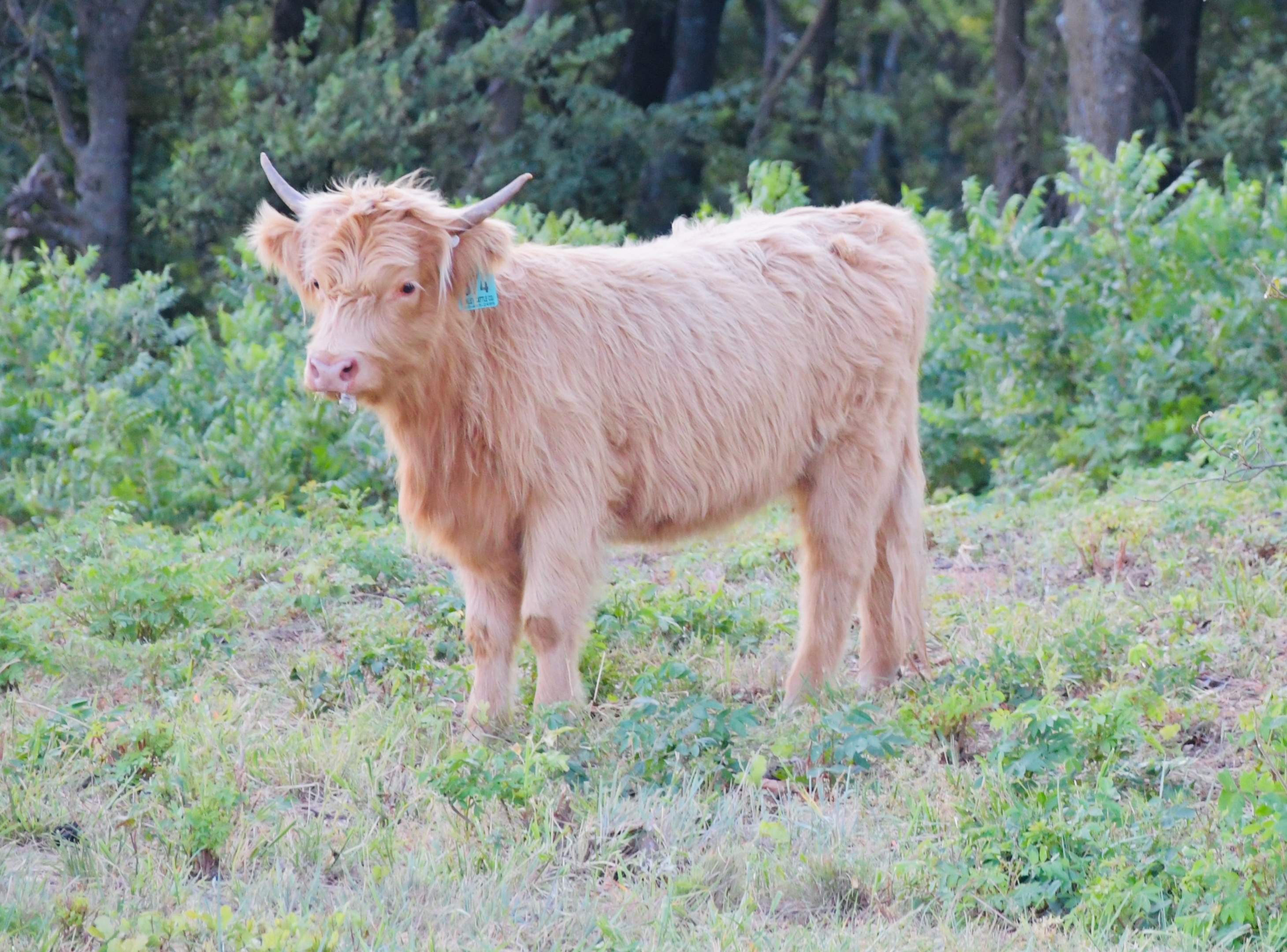 @Manley Cattle Co.