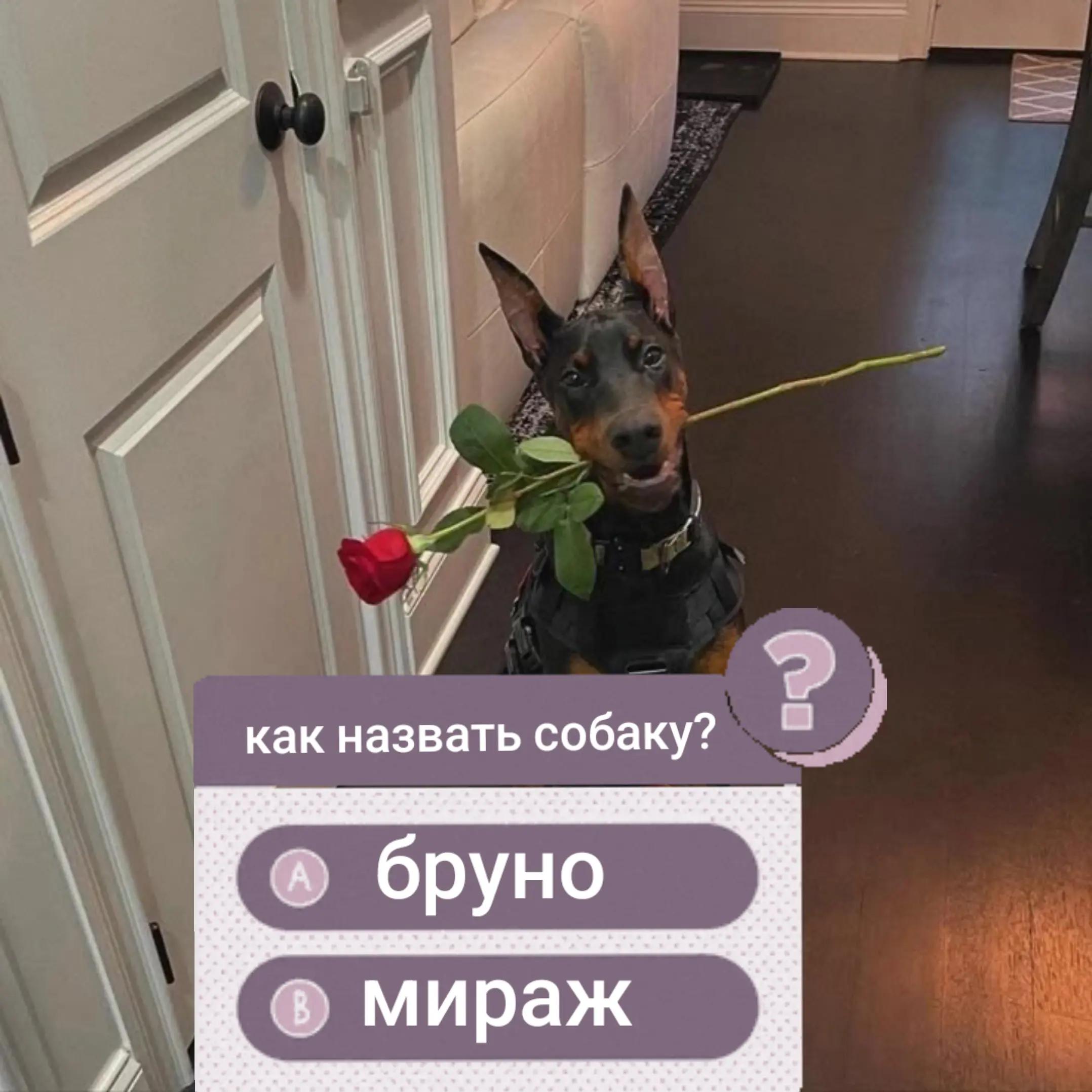 @🐾доберман бруно🐾