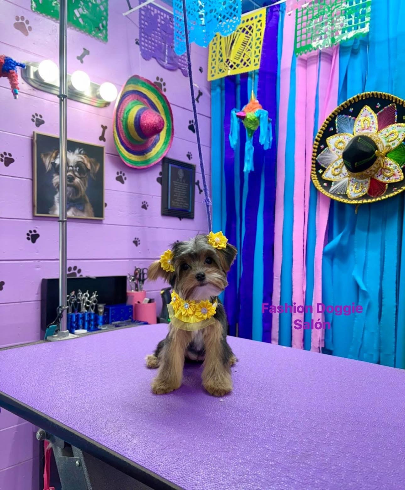 @fashion.doggie.salon