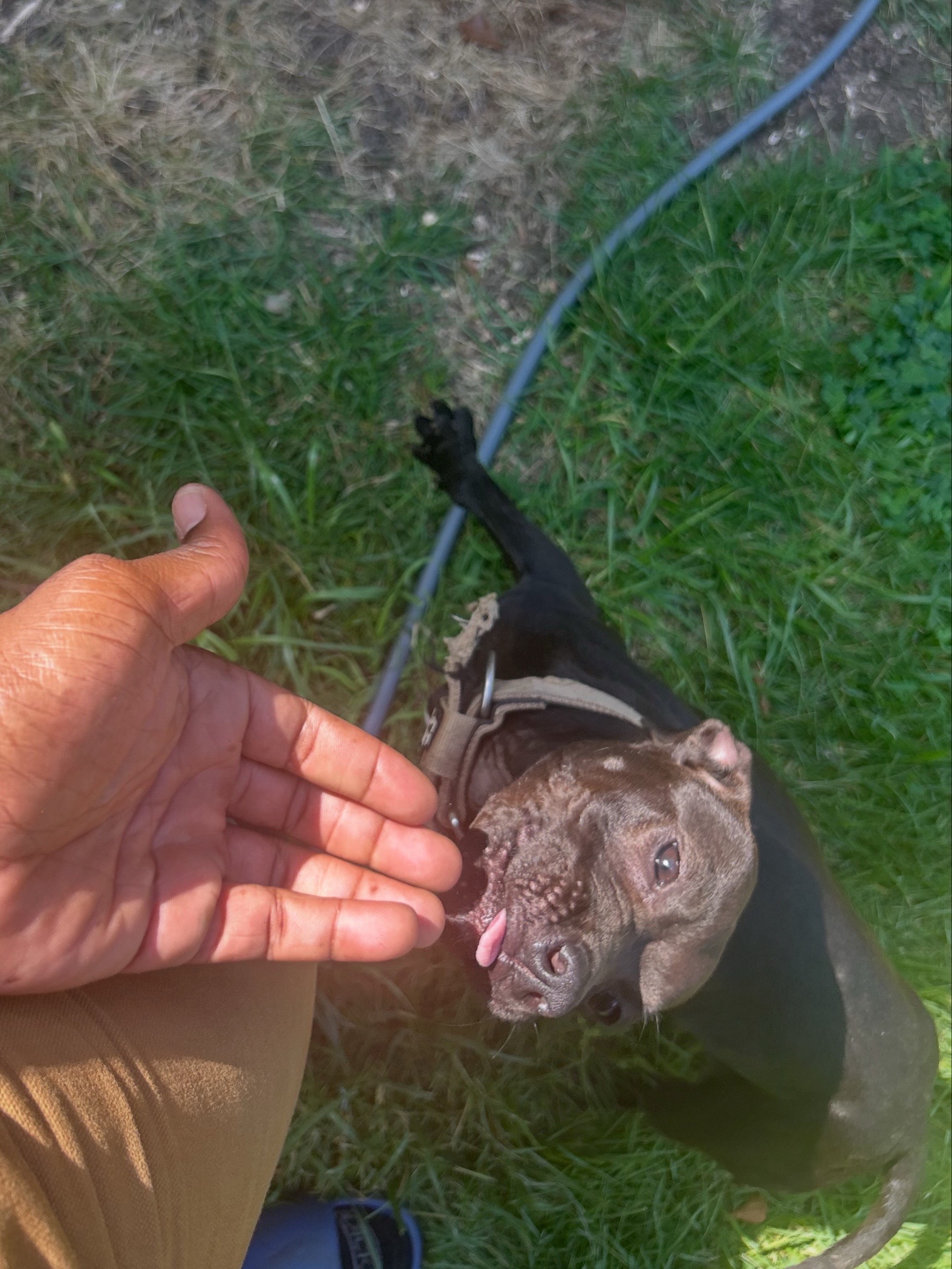 @Real Country Kennels