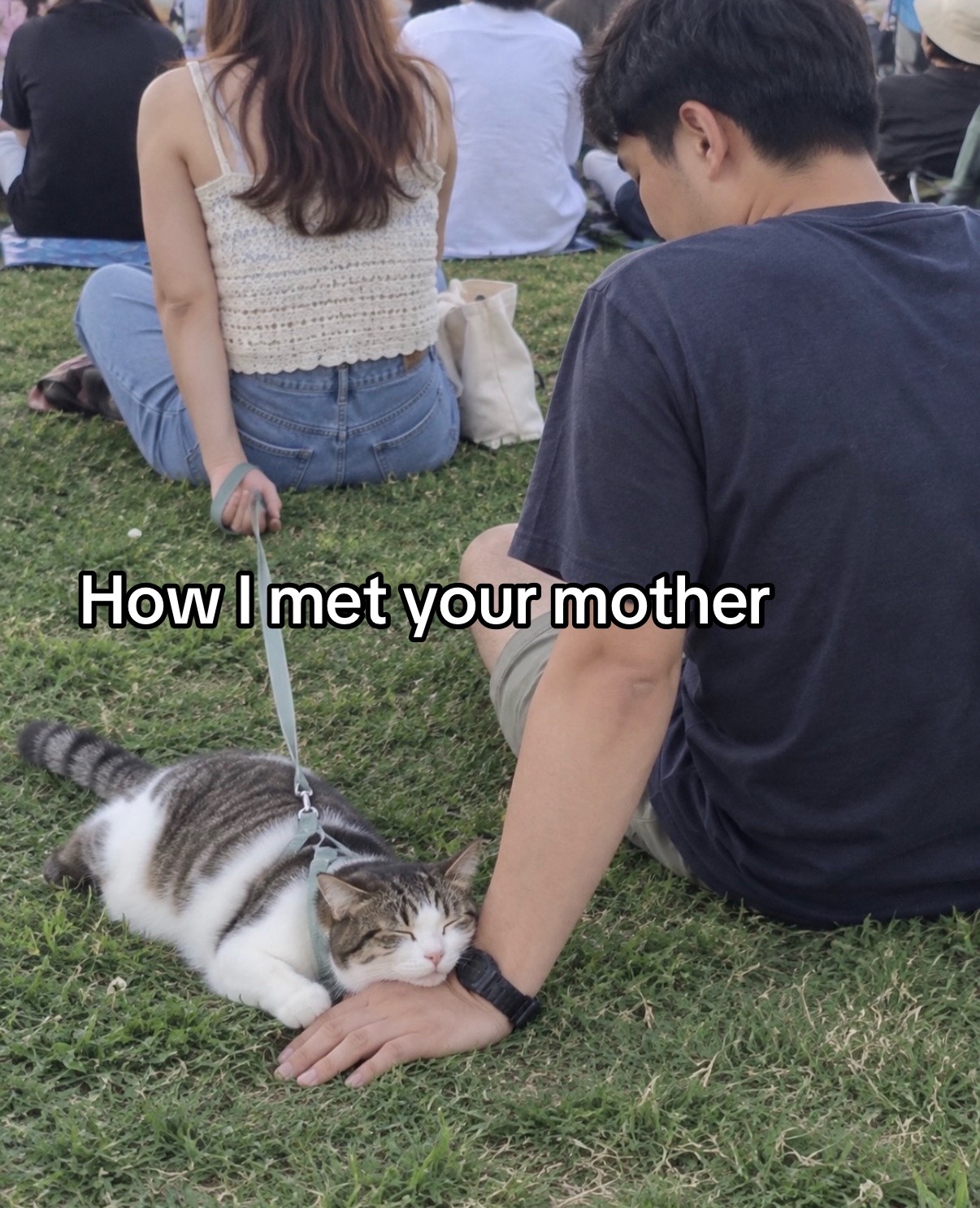 @cat memes