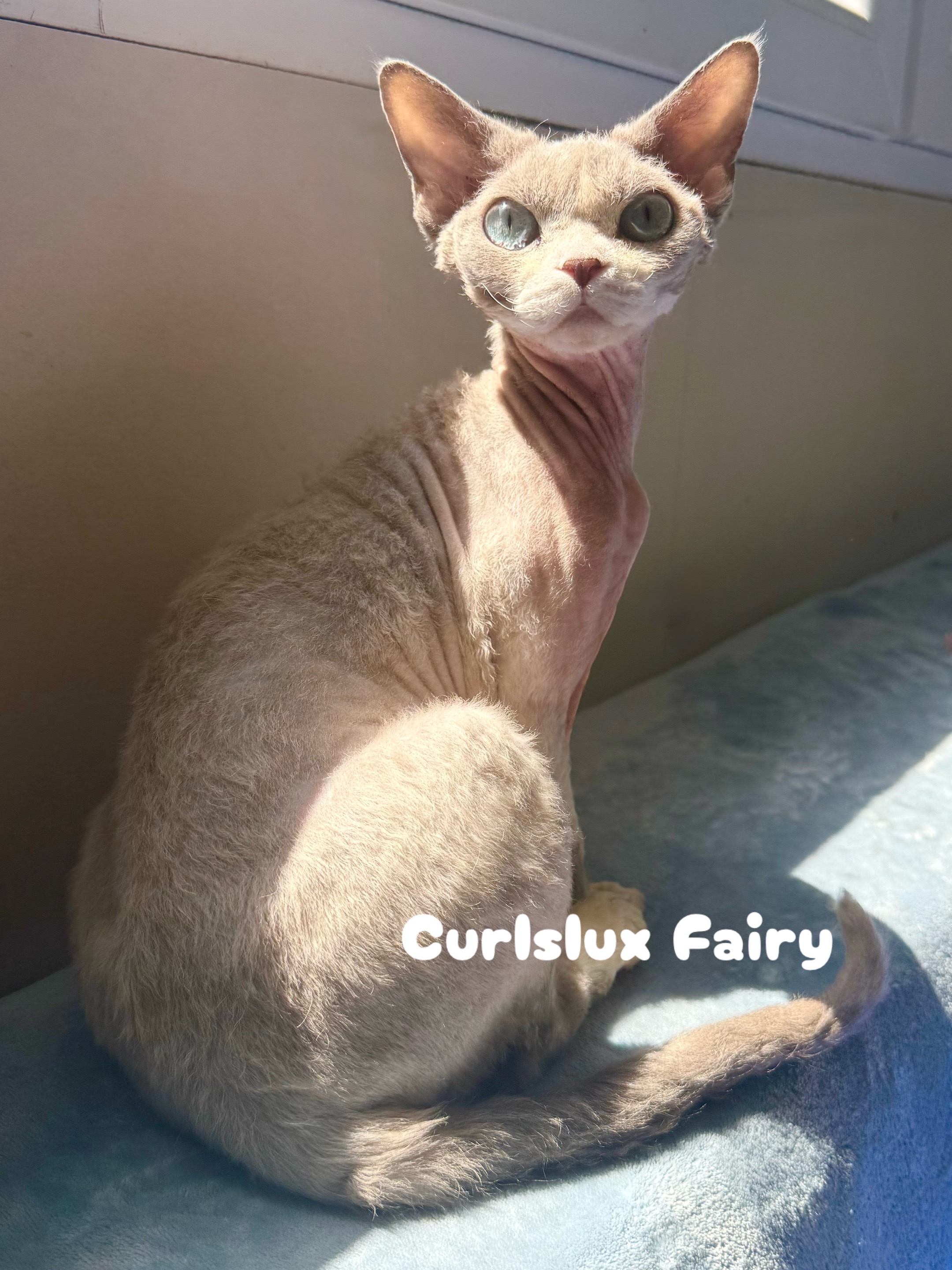 @Curlslux cattery!!🇺🇸