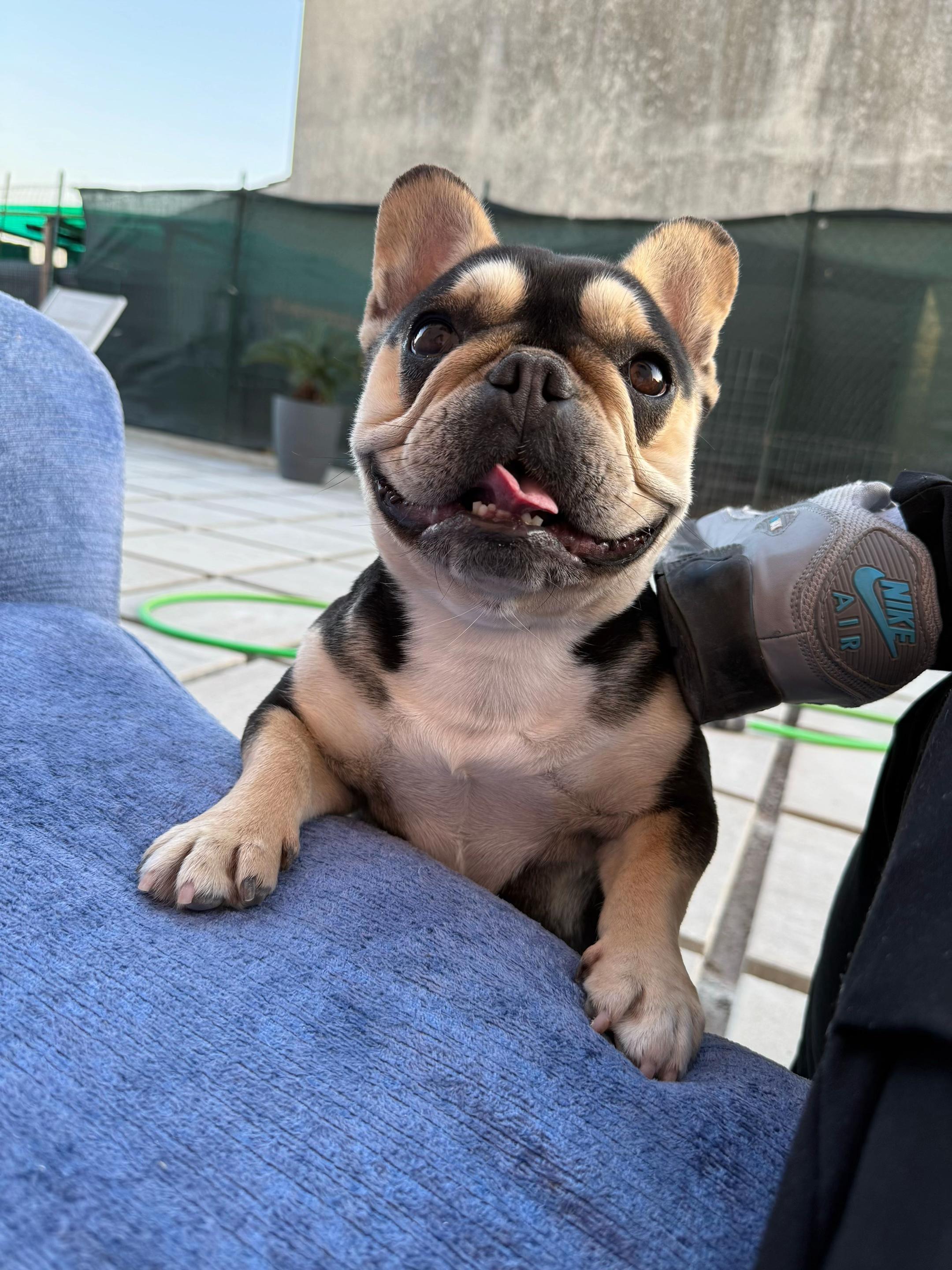 @DonatoBulldogFranceseCuccioli