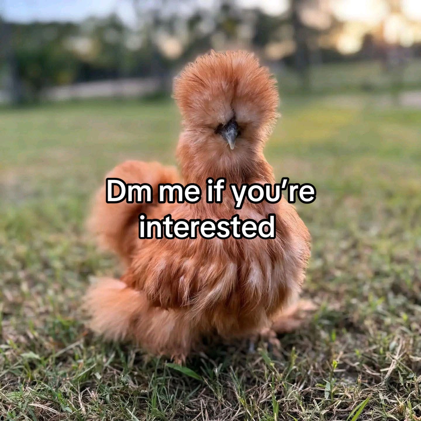@Matthew’s Feathered Farm