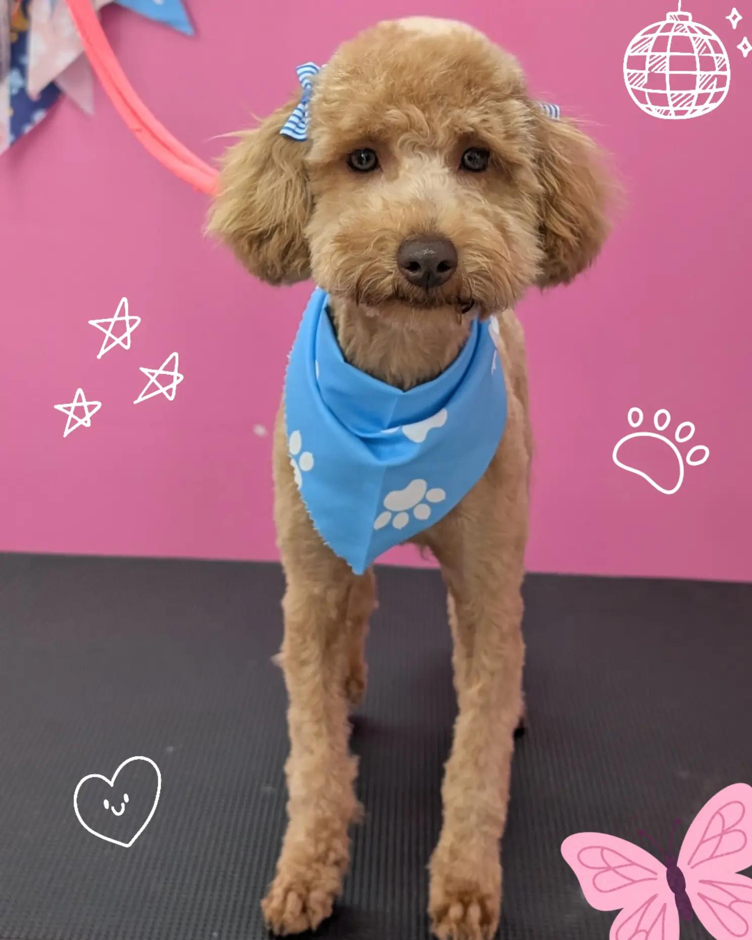 @bubulabapetgrooming