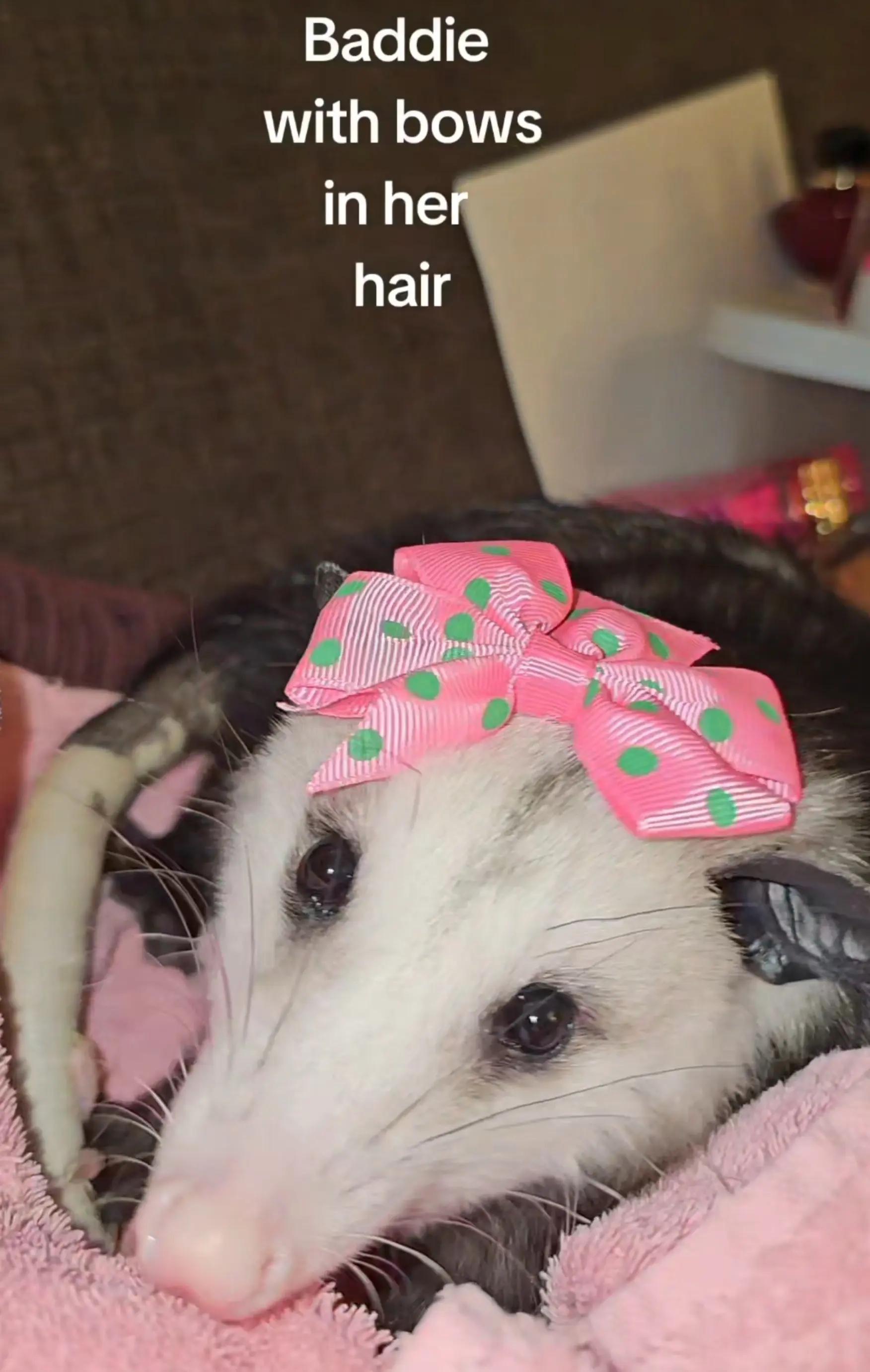 @OPOSSUMDAWGMOM