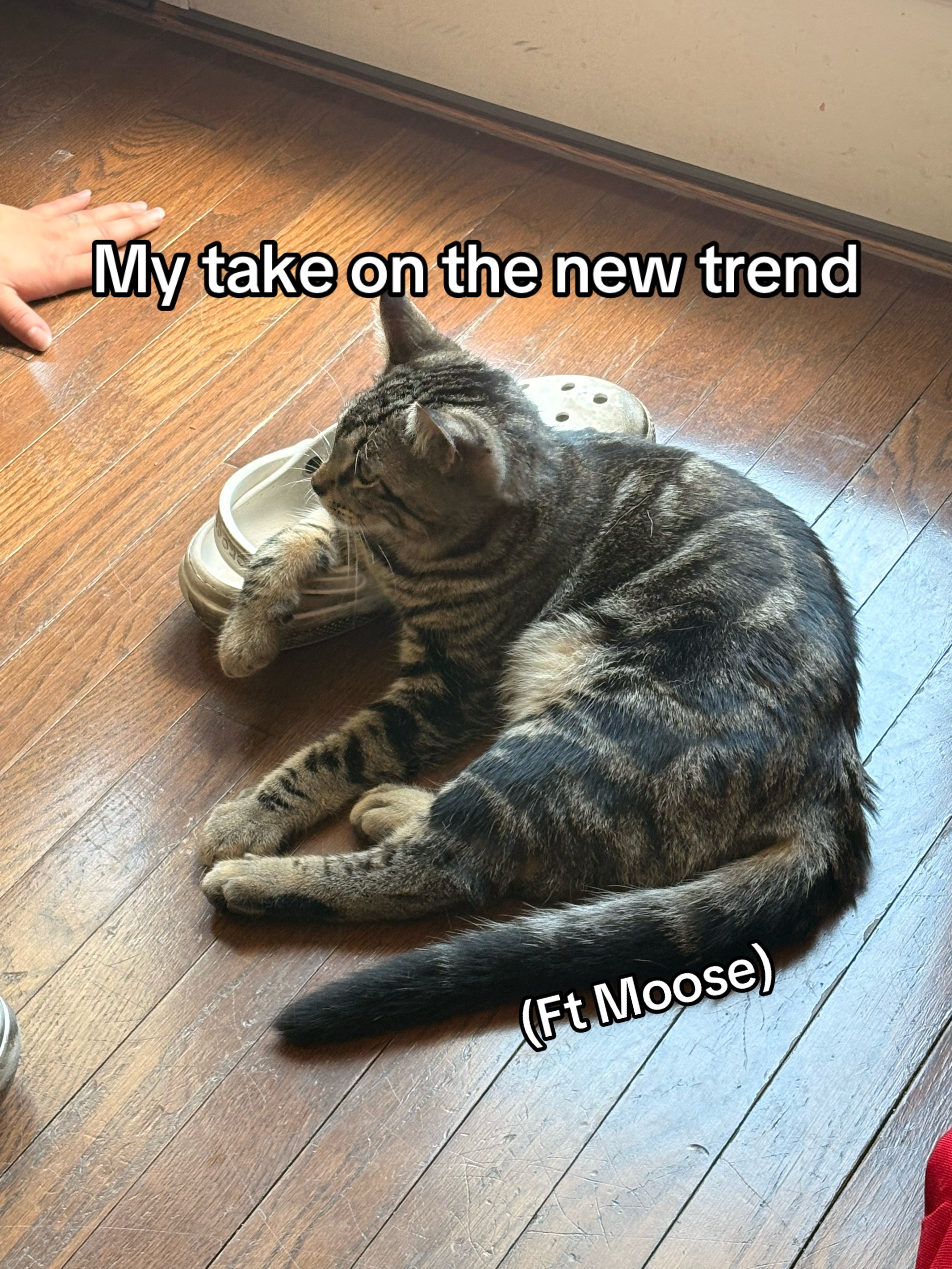 @Callsign:Cat