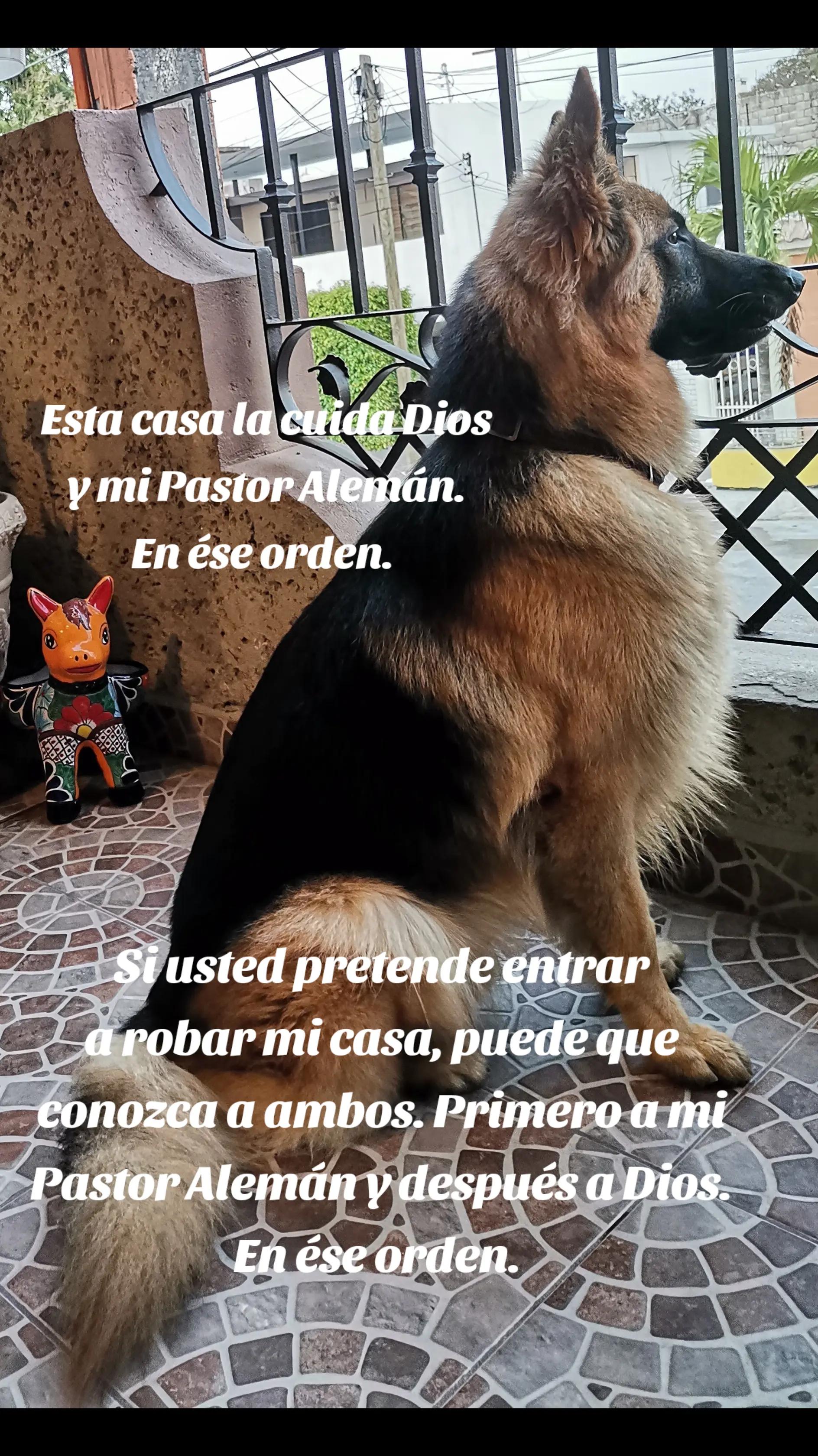 @Cachorretezeus