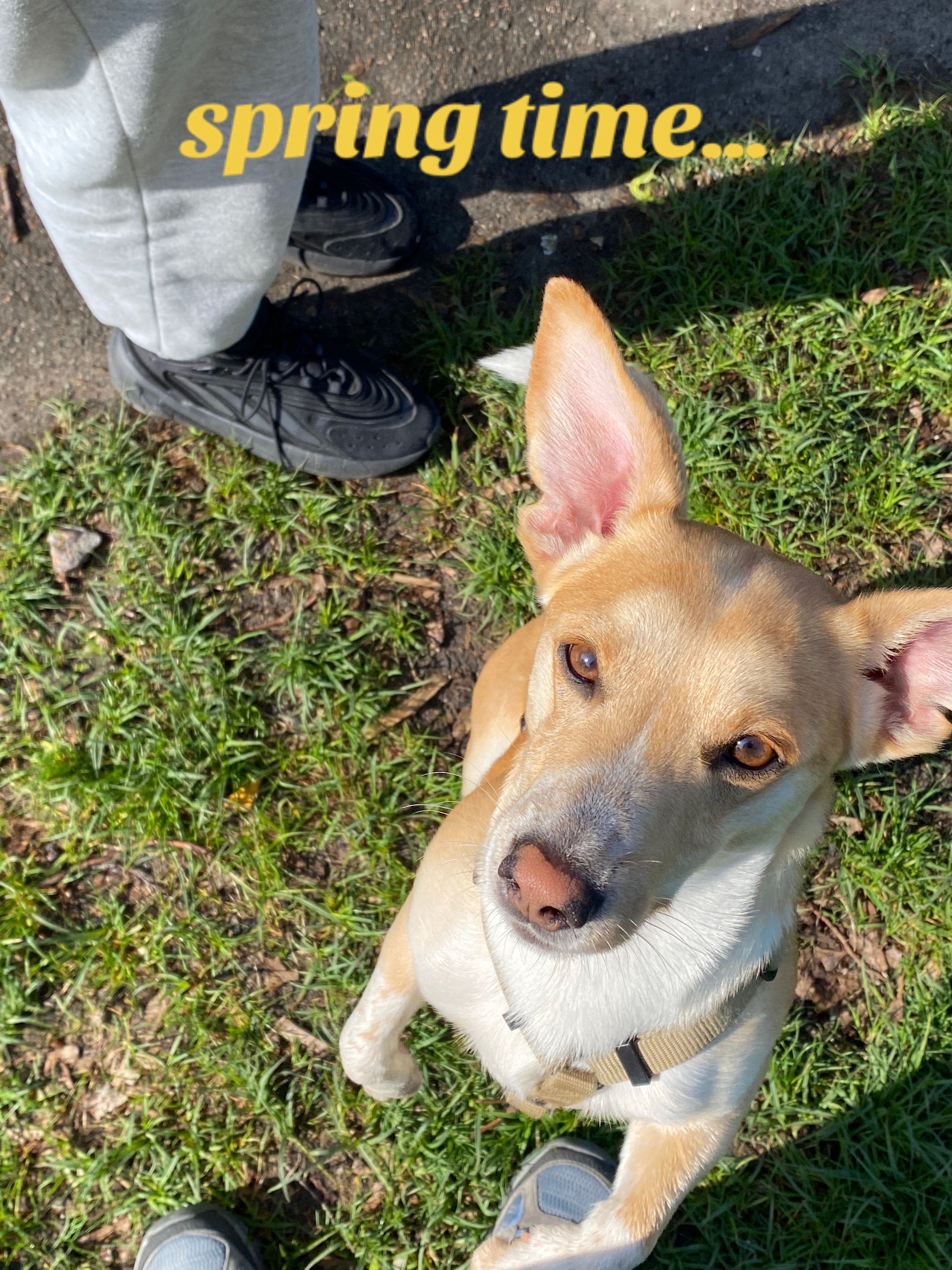 @Sheldonthedog