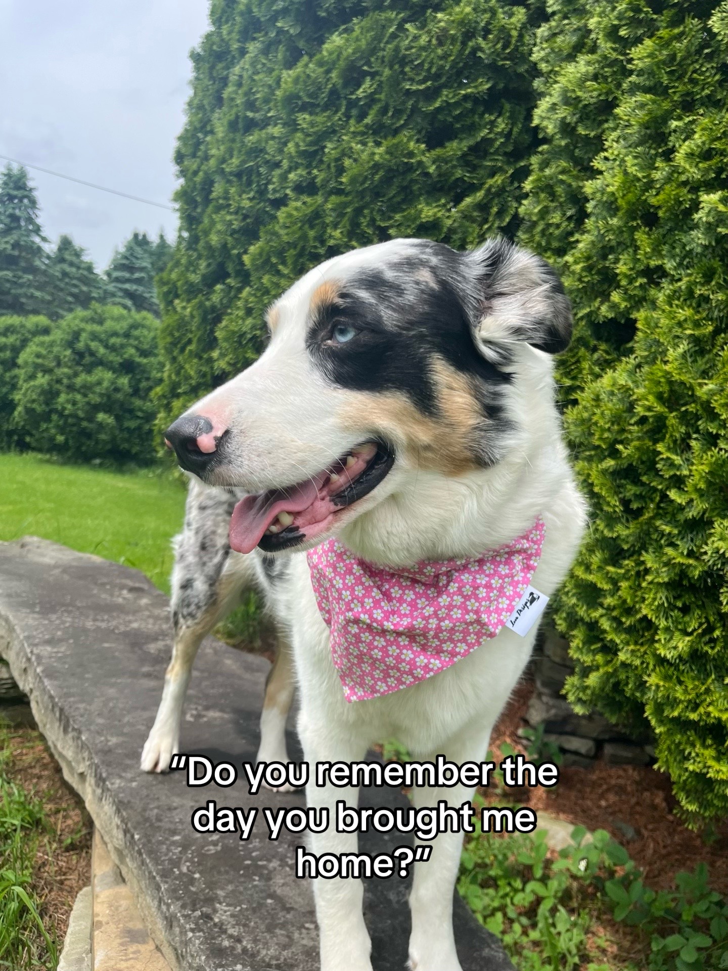 @tails_of_ty