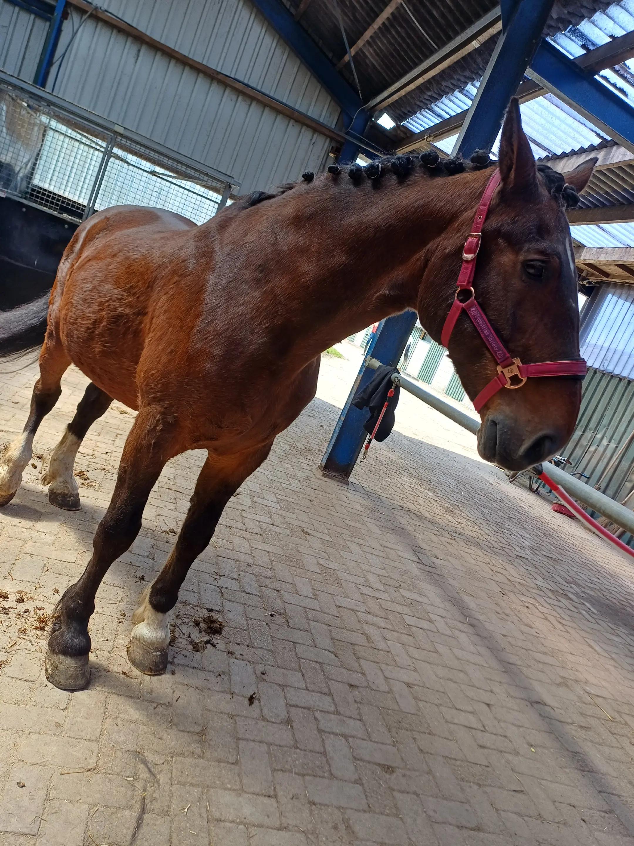 @equi_mandy