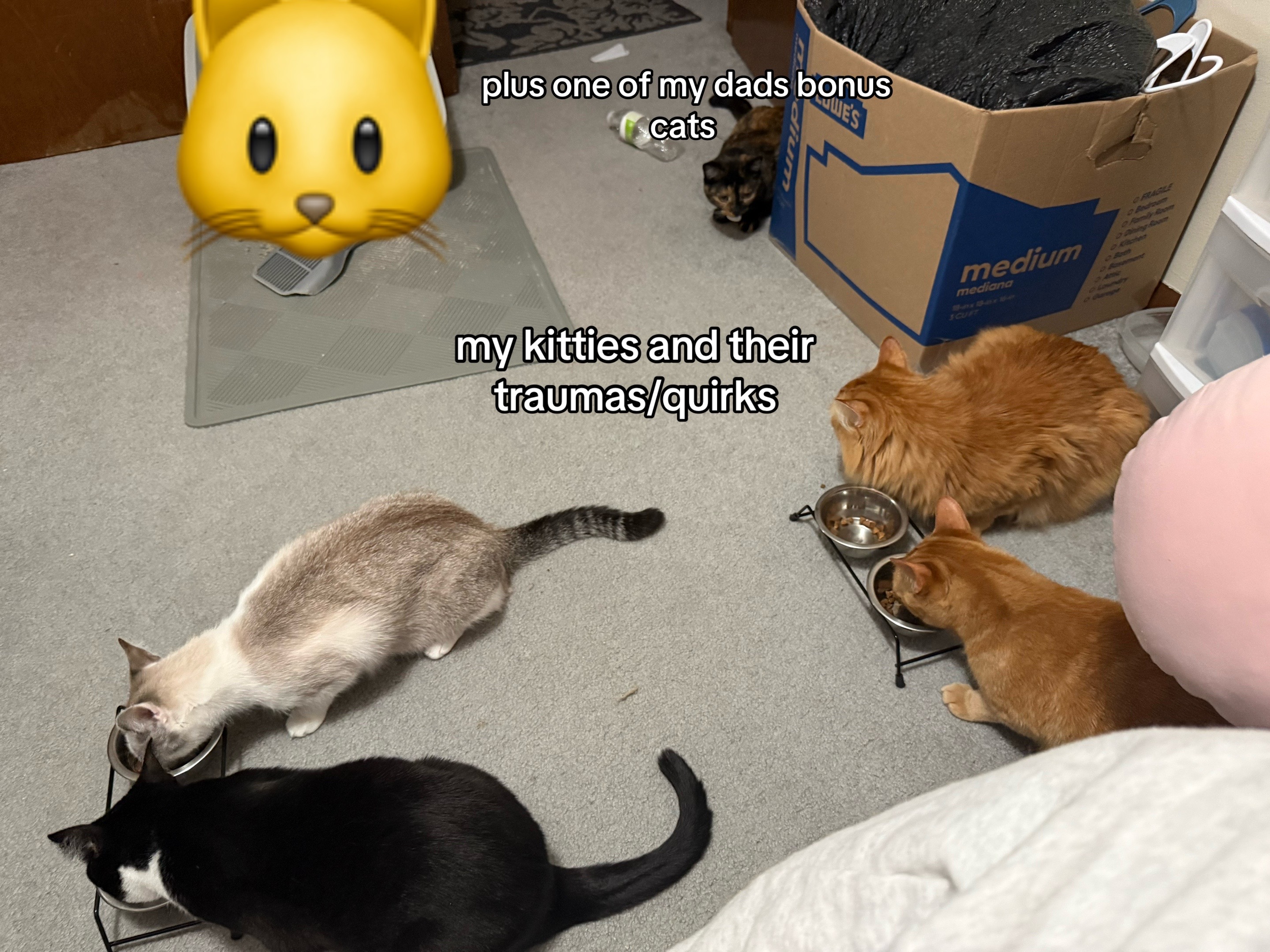 @meow