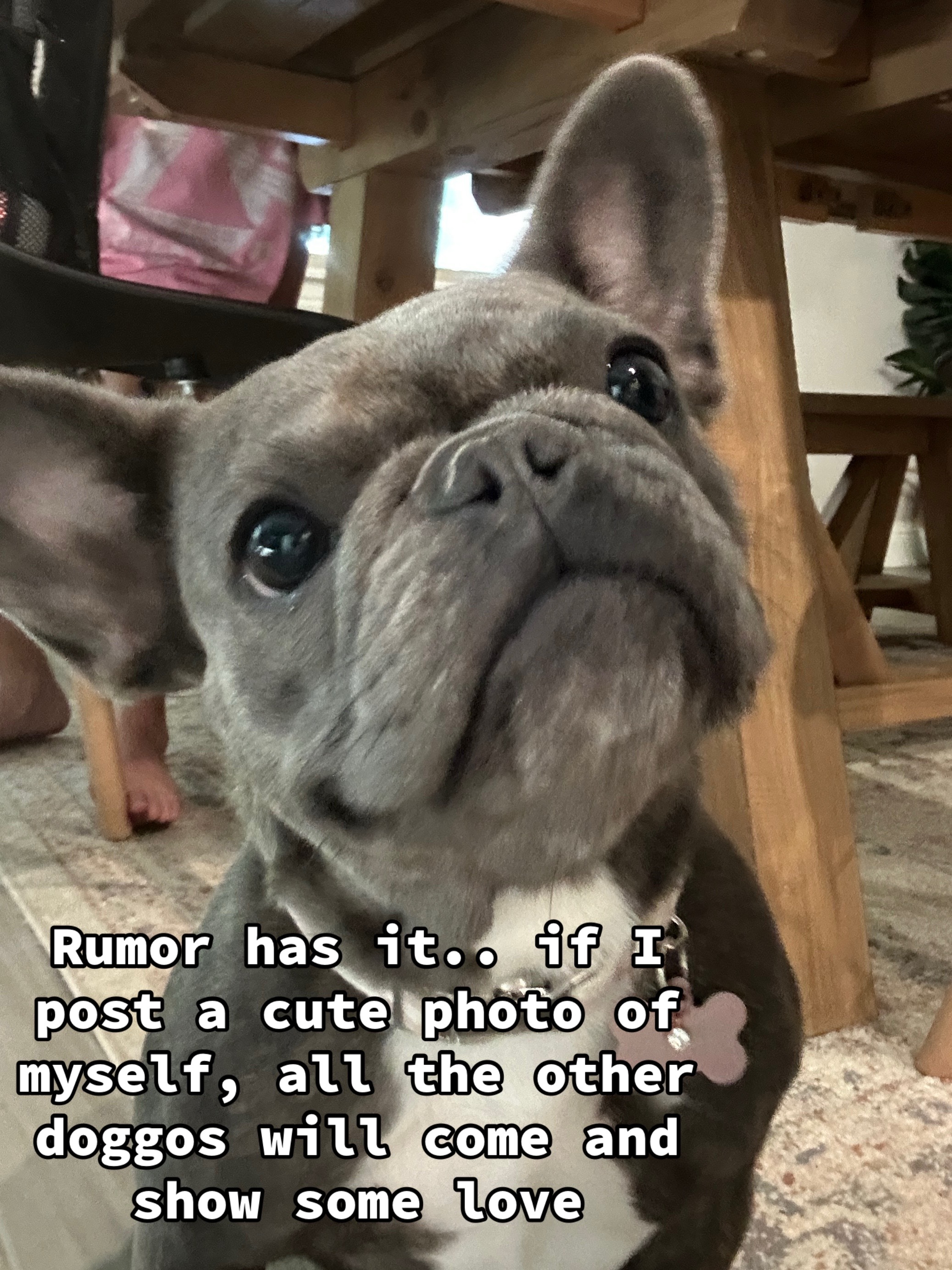 @blueythe405frenchie