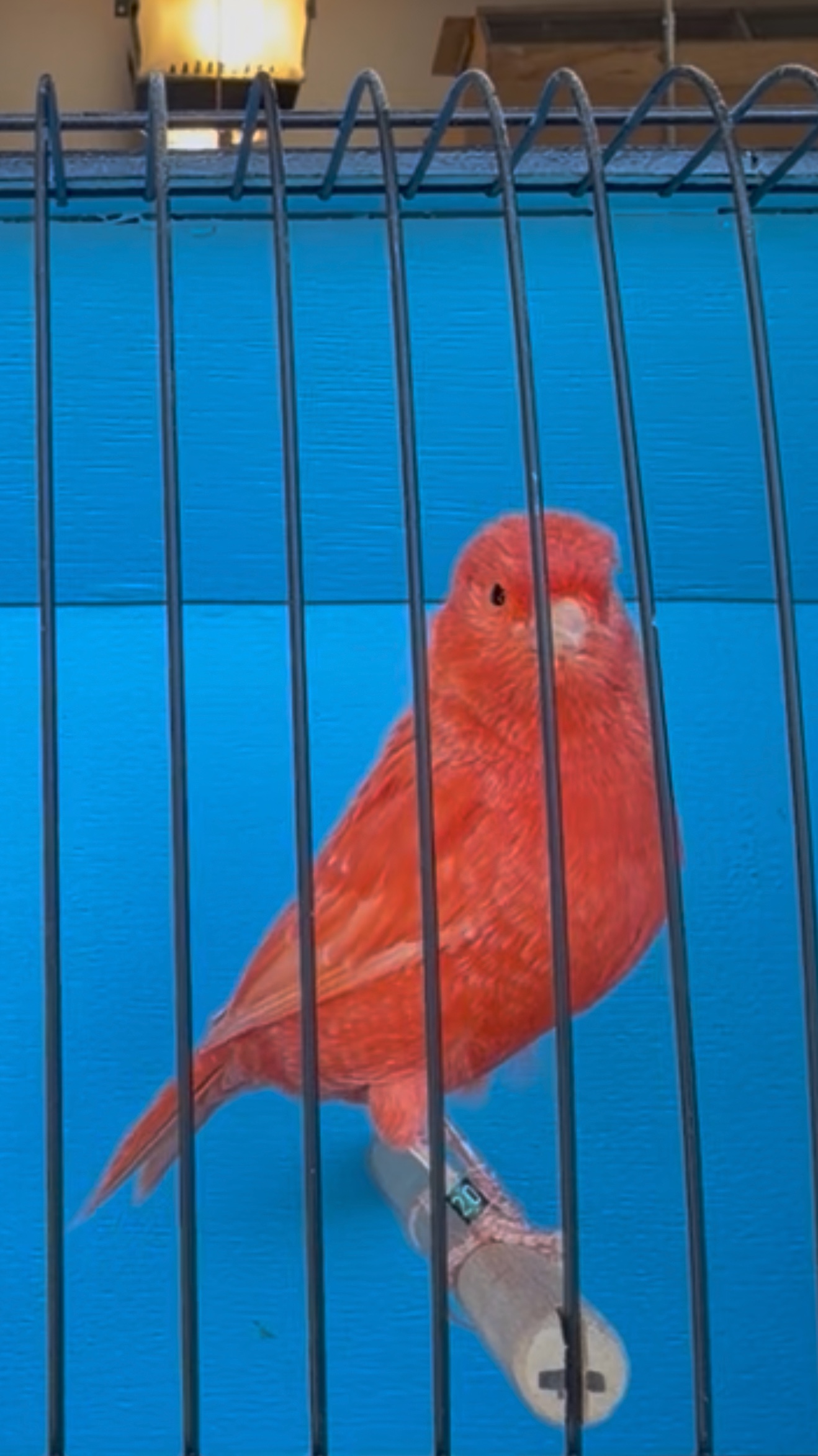 @AviarioUreña