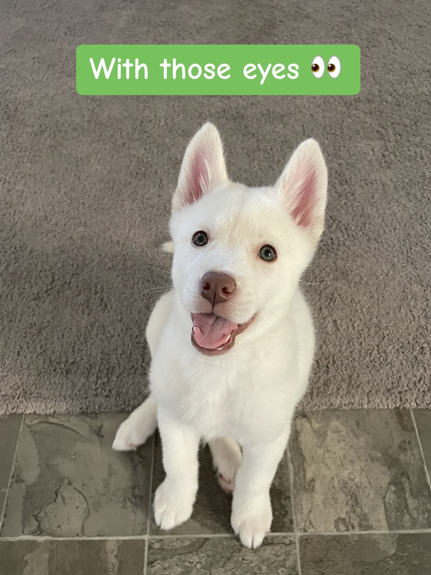 @Erza The Husky