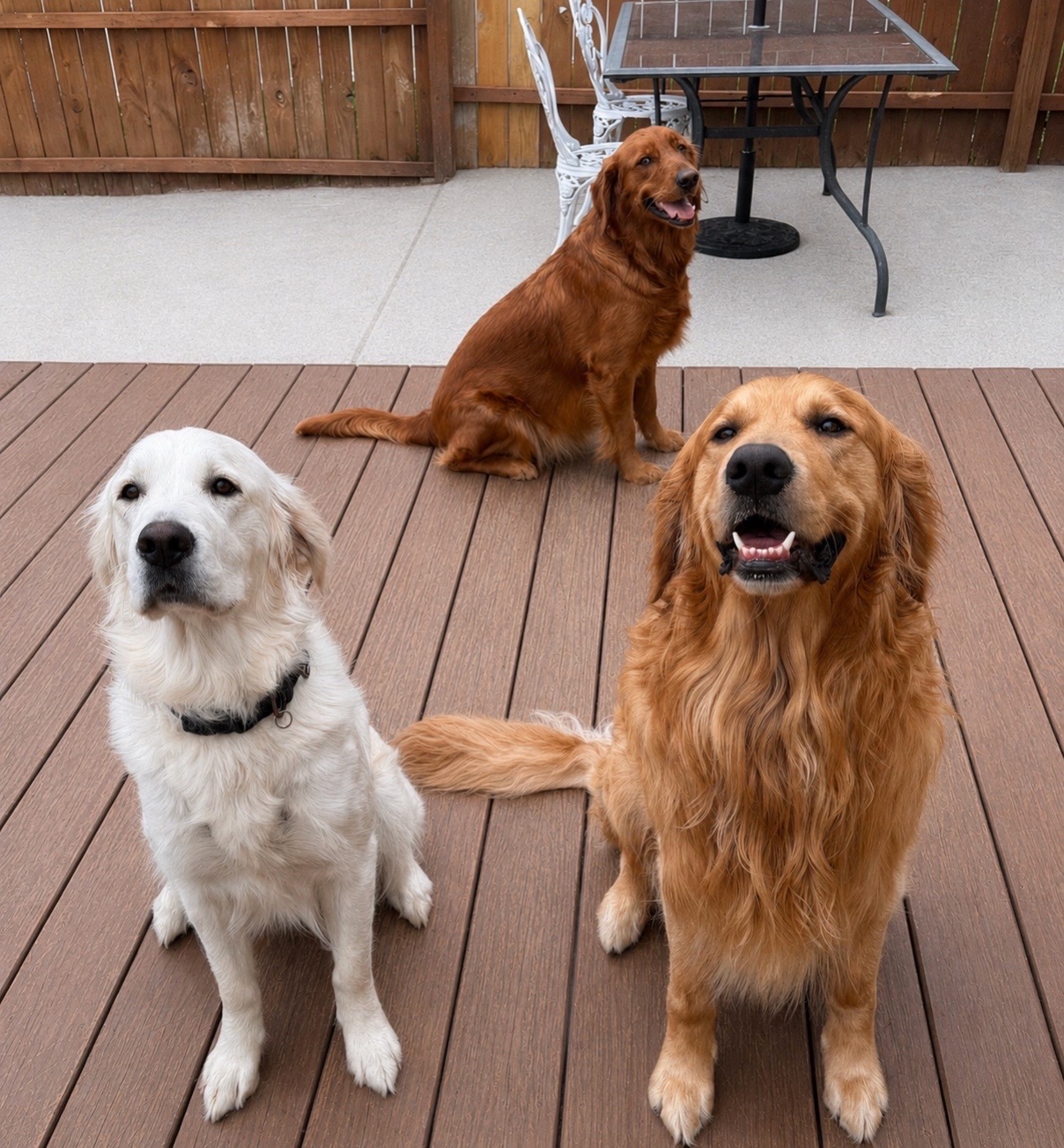 @Sages Goldens