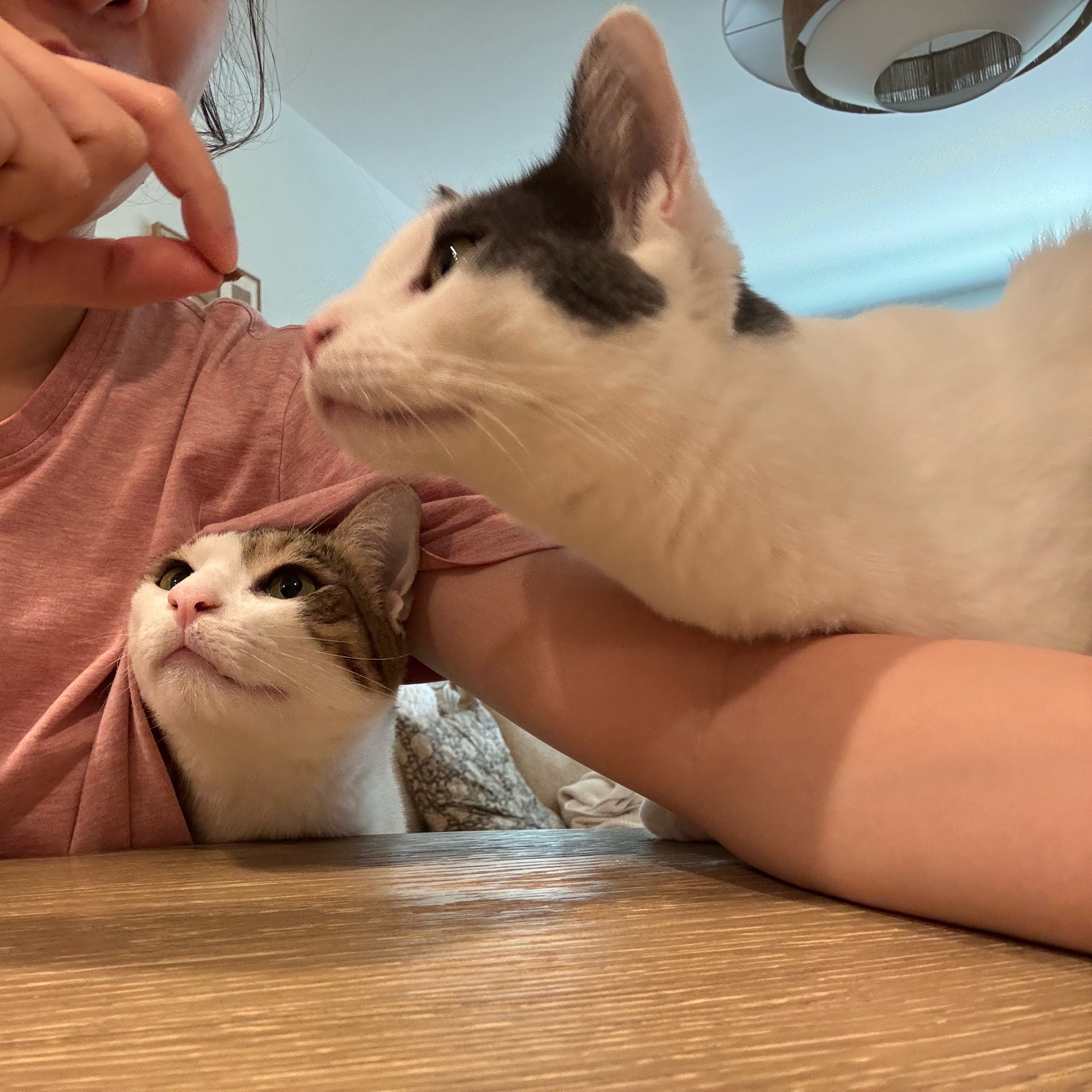 @Mimi Wawa Meow