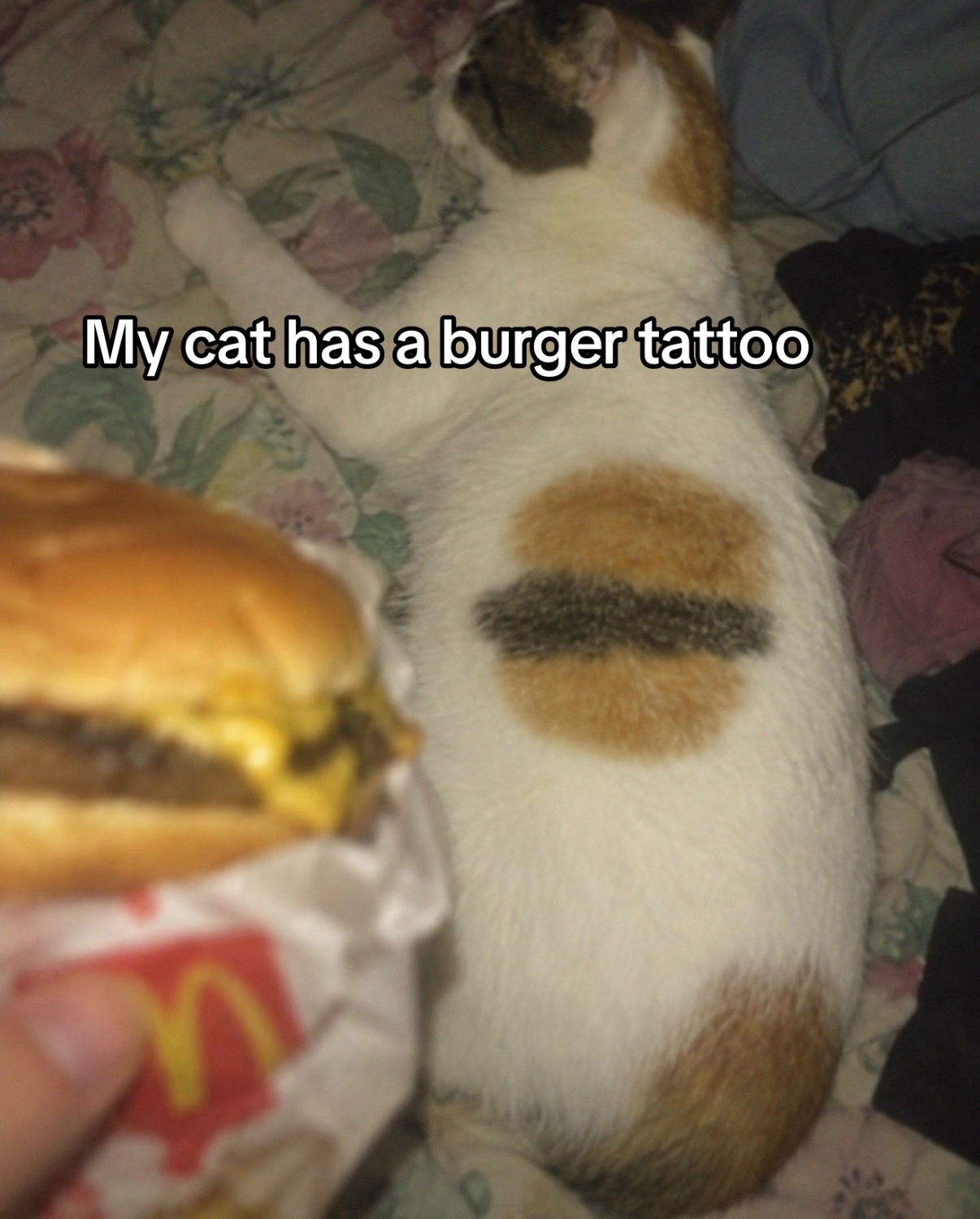 @cat memes