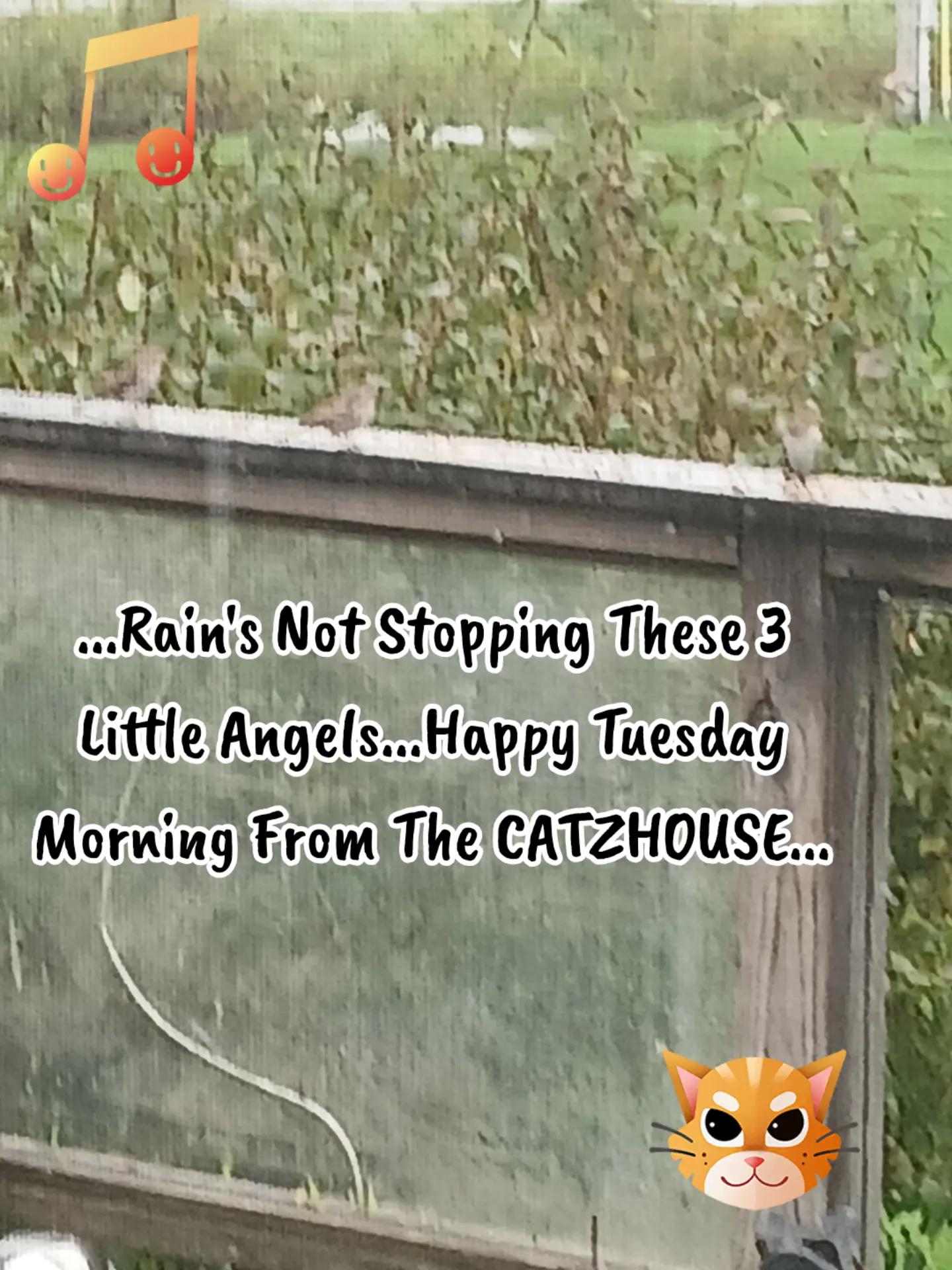 @Booh Hovey crazycatlady3