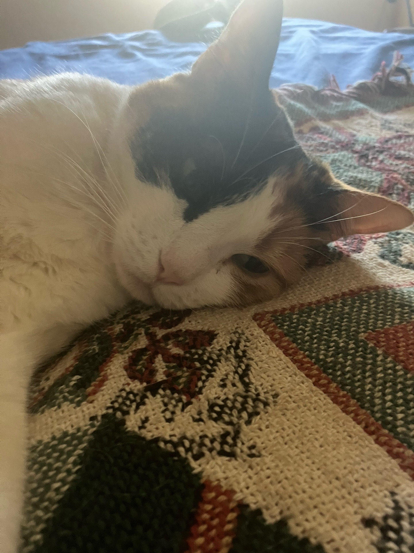 @sweetiethecalicocat