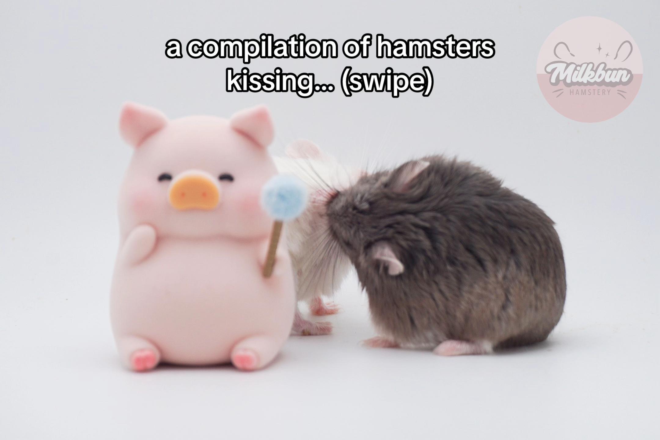 @Milkbun Hamstery 🍡