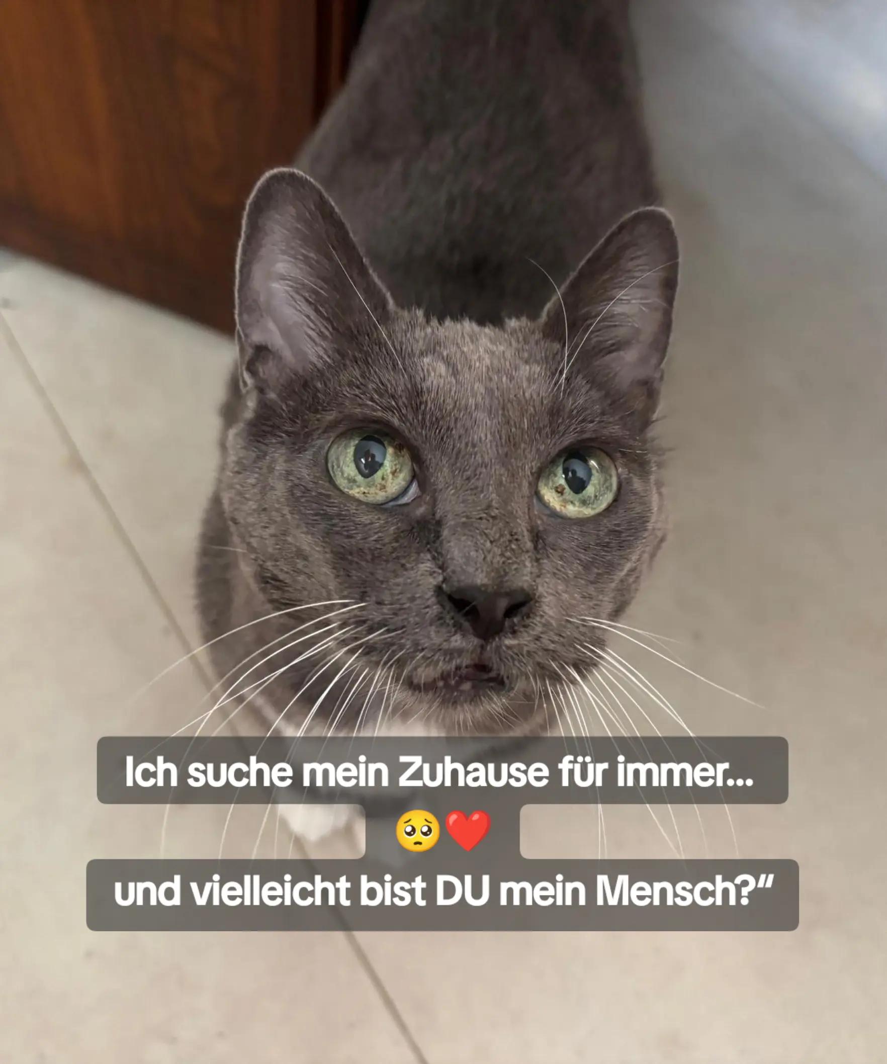 @Katzenblicke e.V.
