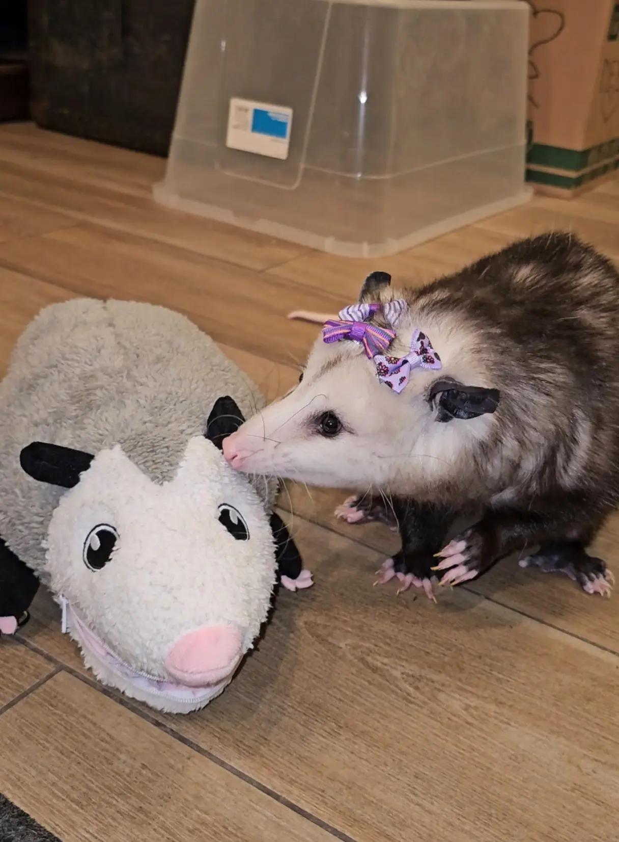 @OPOSSUM/DOG MOMMA Dea