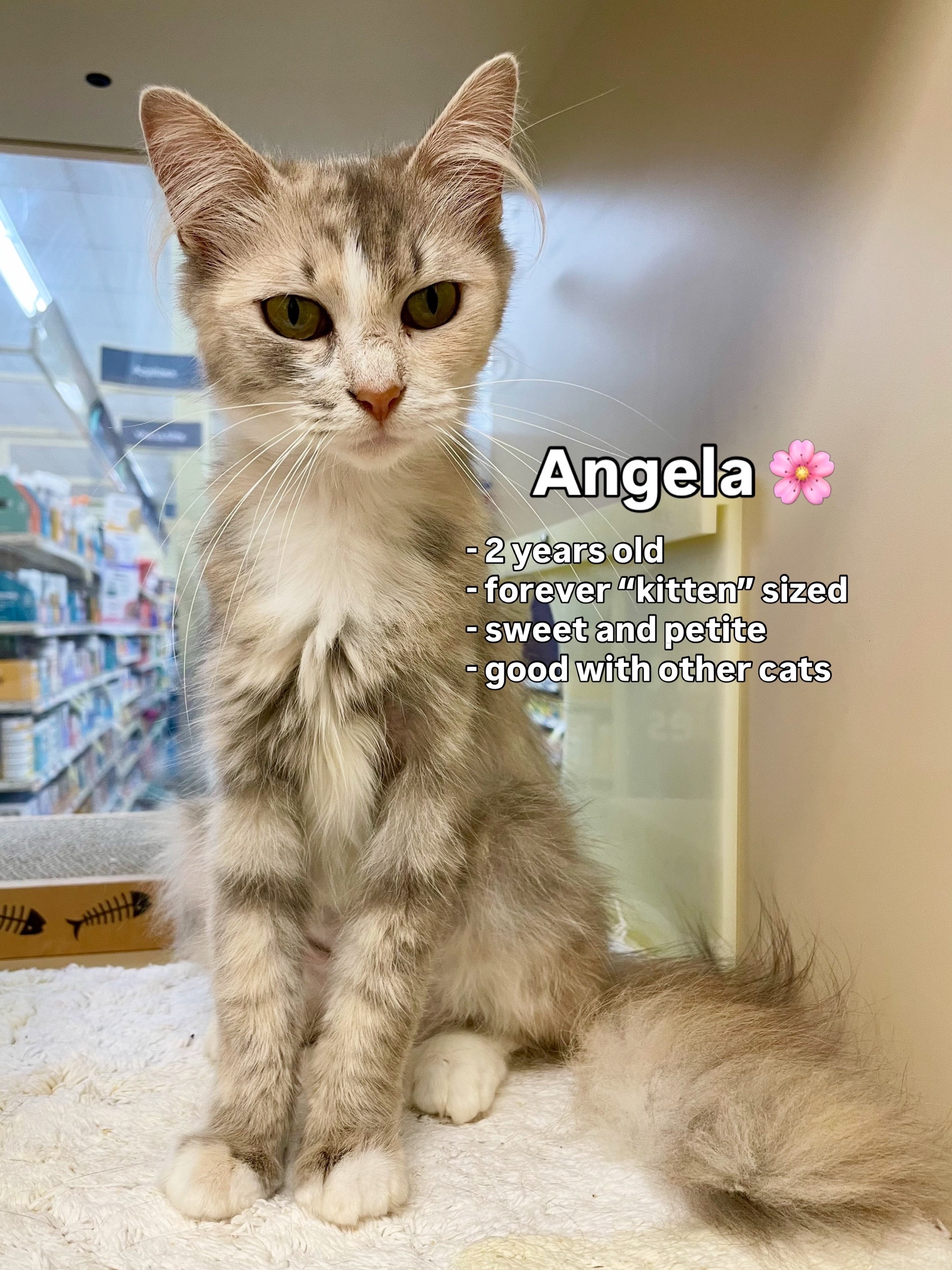 @Deanna | ATL Animal Rescue 🖤