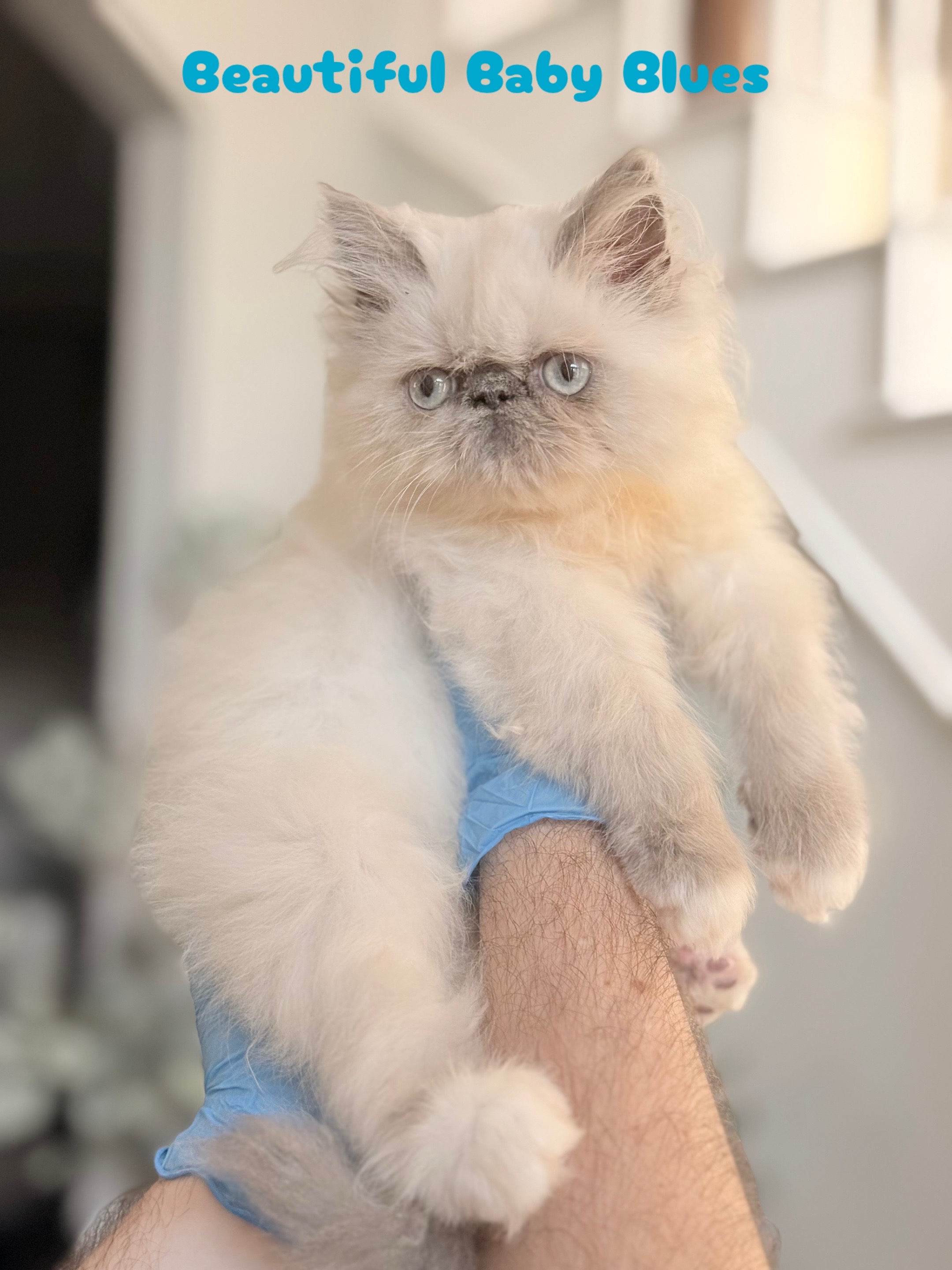 @PersianKitten