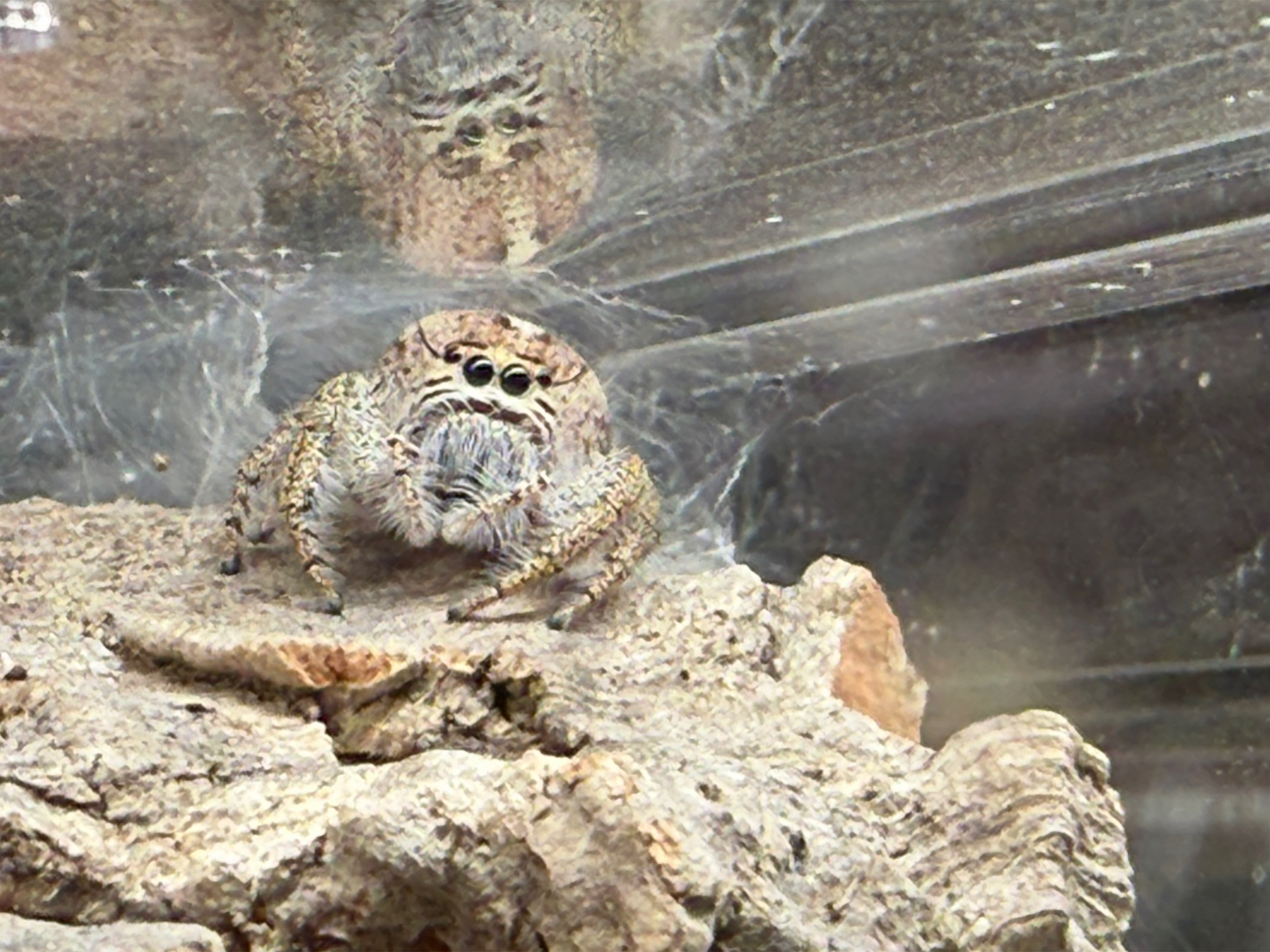 @Spider Conservatory