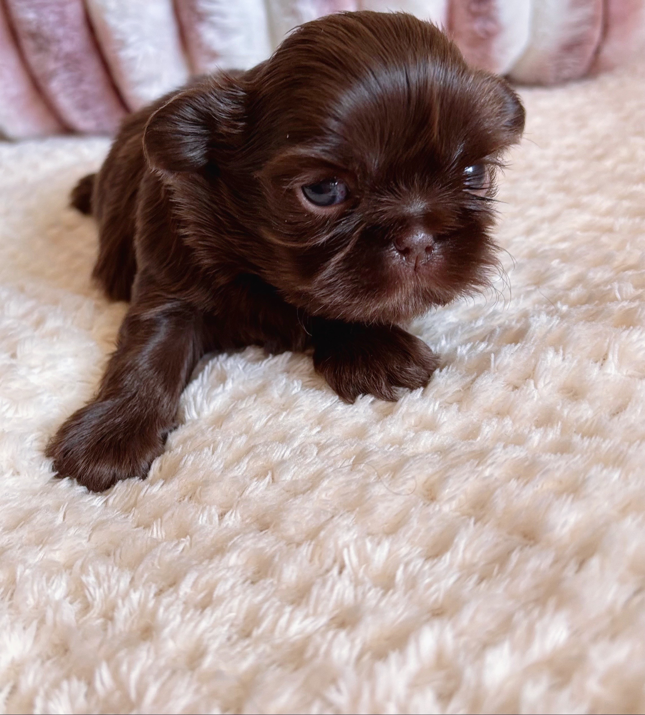 @SHIHTZU SOIRÉE