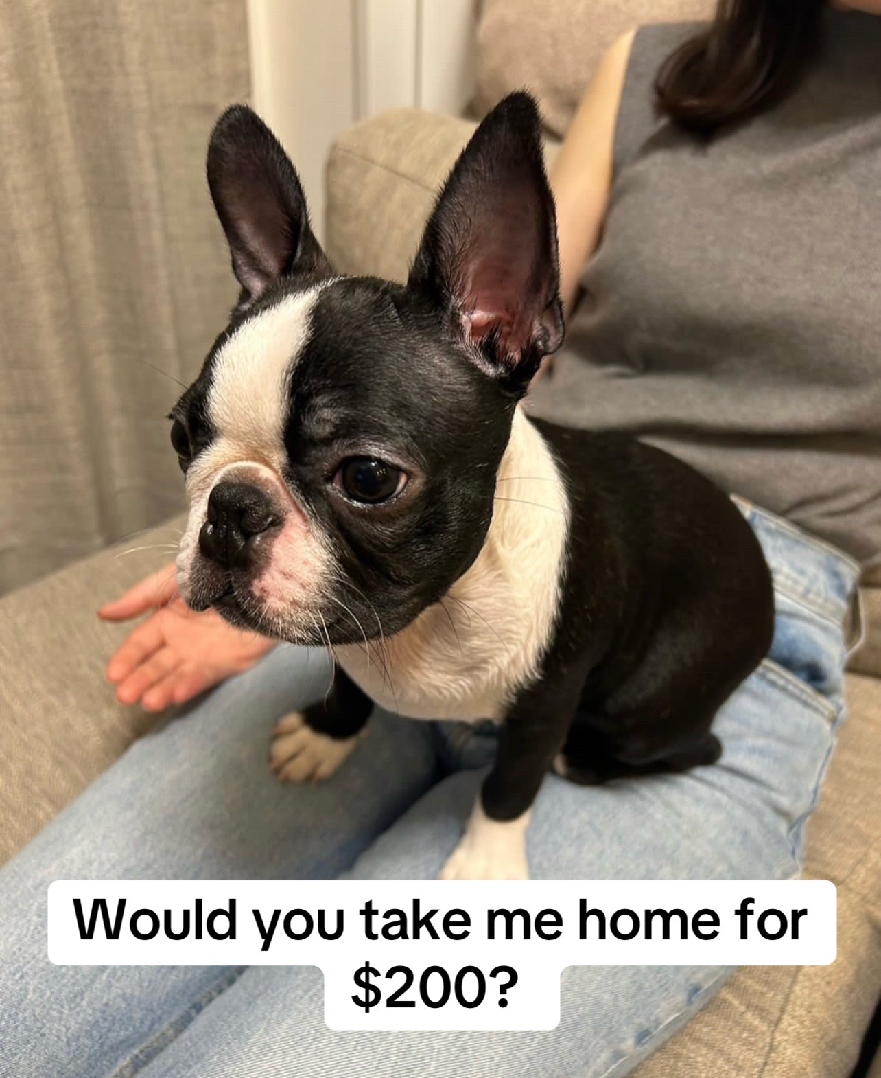 @Boston terriers puppies