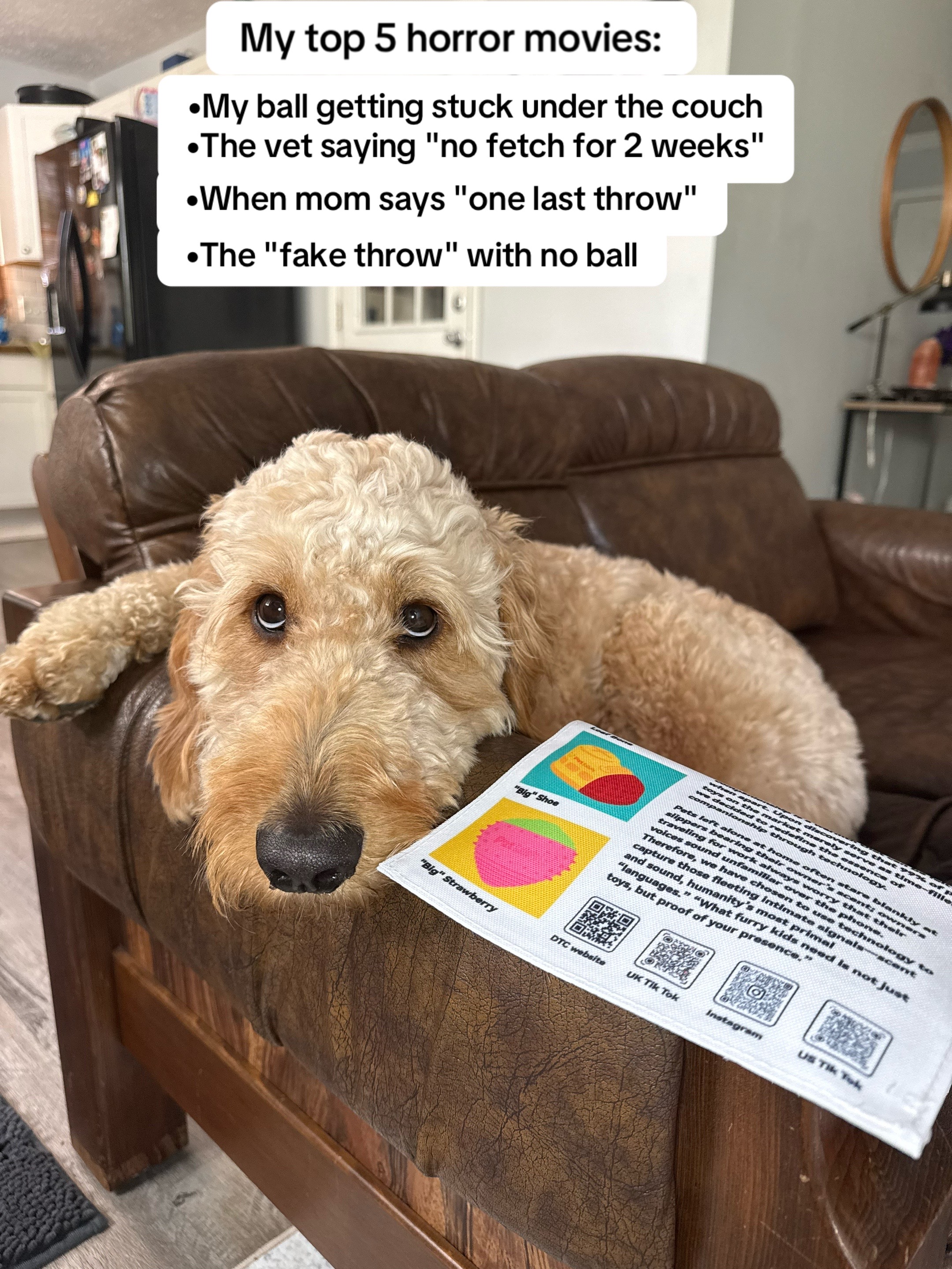 @Life.of.Penny Poo