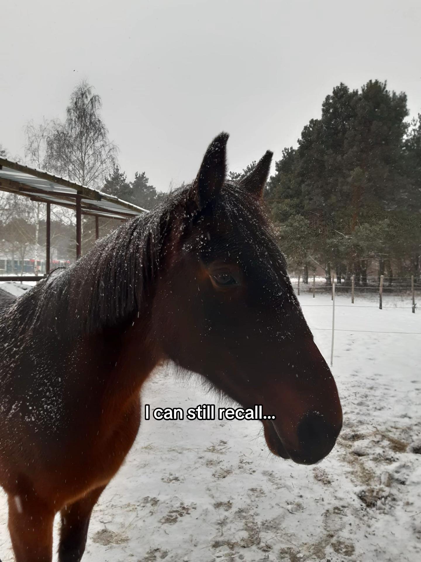 @lieblingstraber