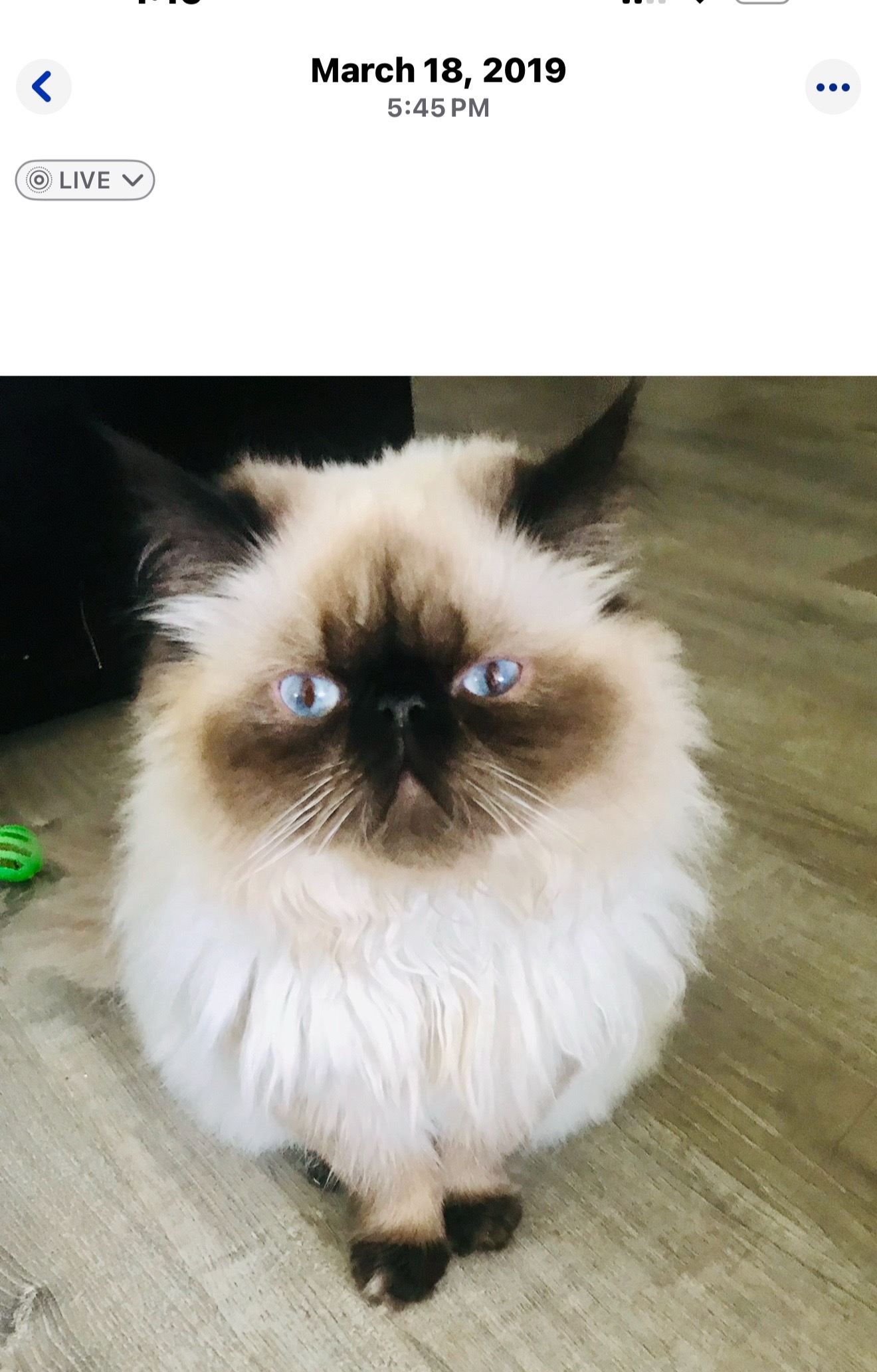 @PersianKitten
