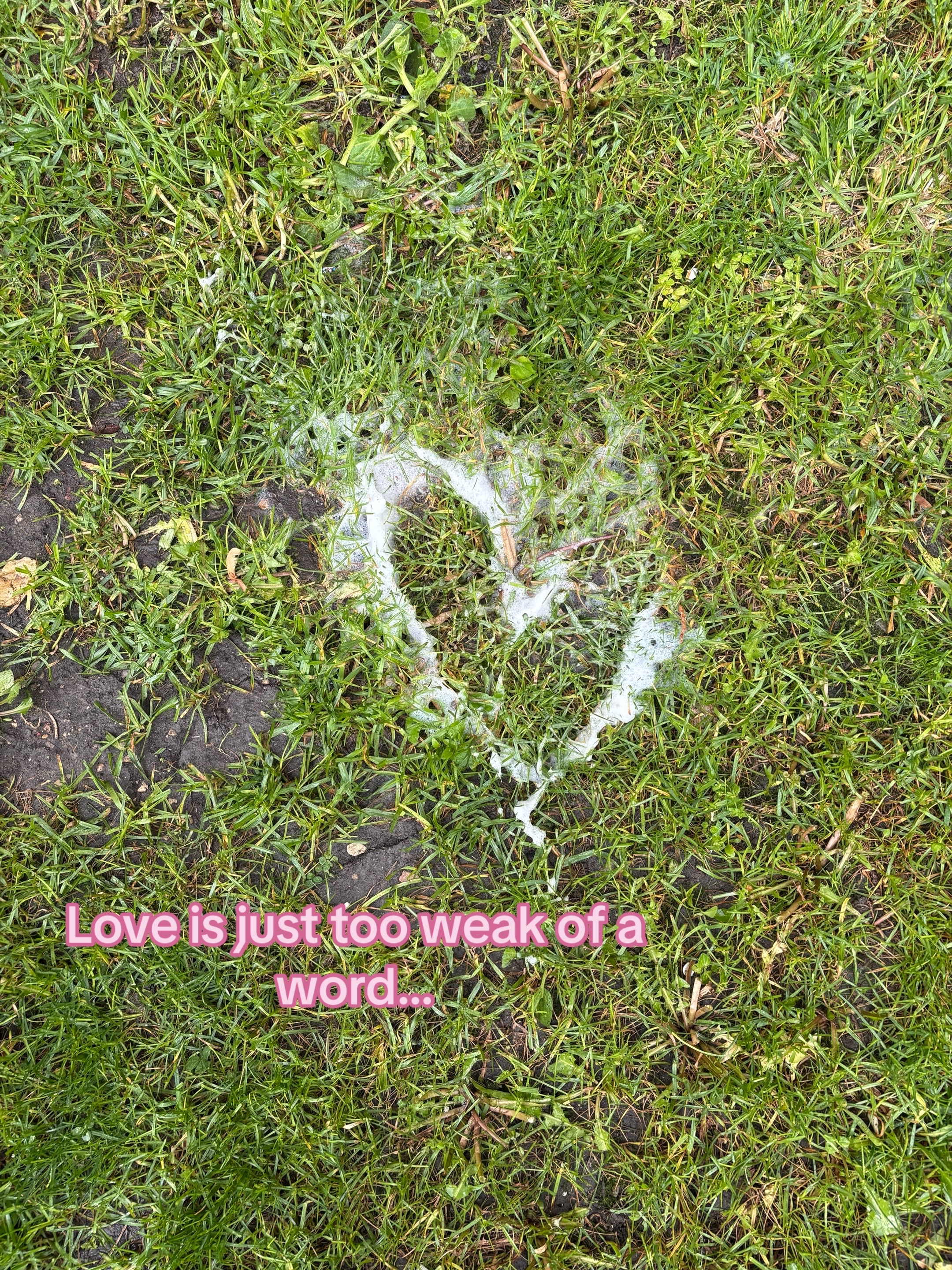@🌷