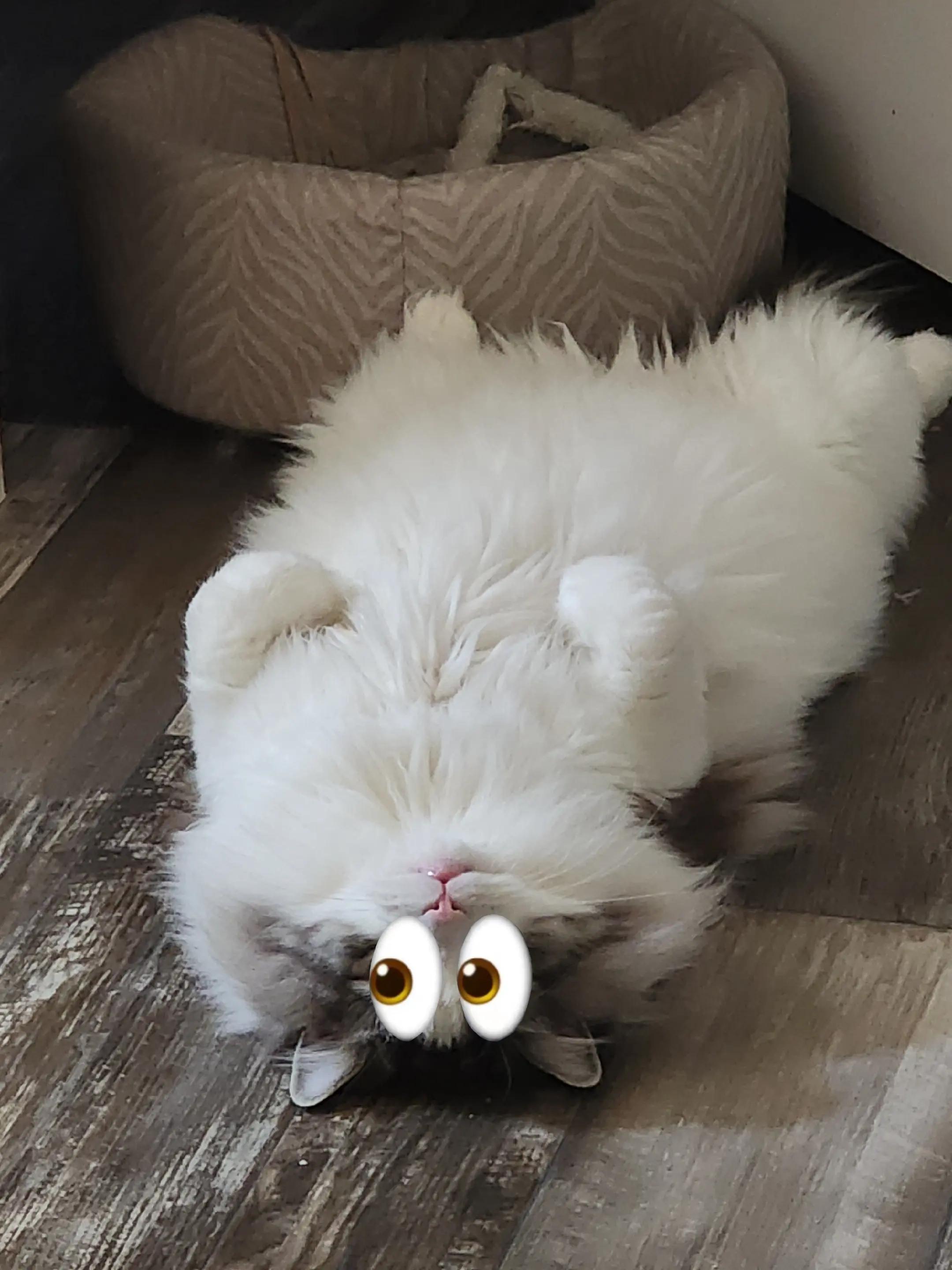 @🦦
