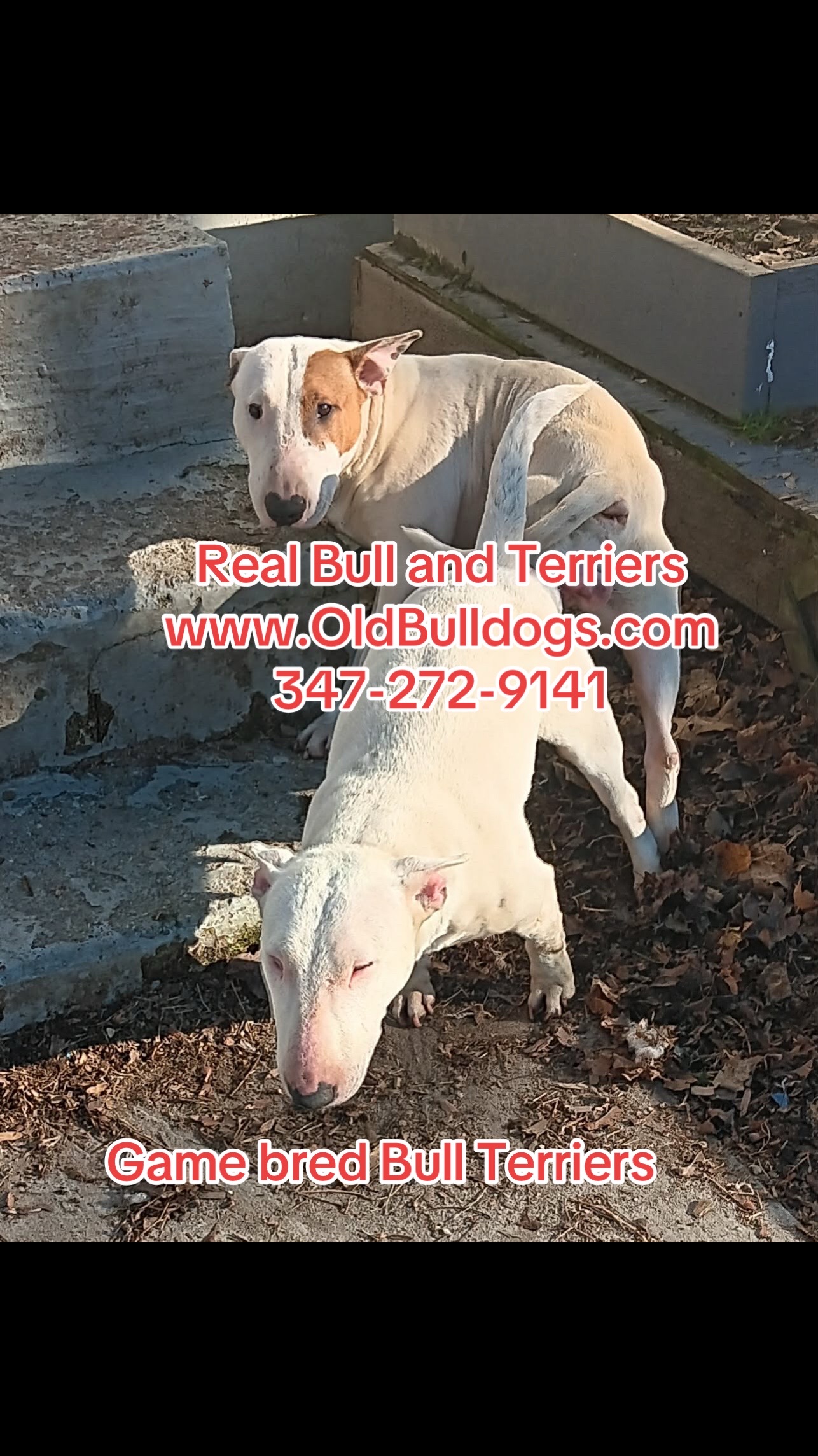 @OGMasterOfAllBulldogs