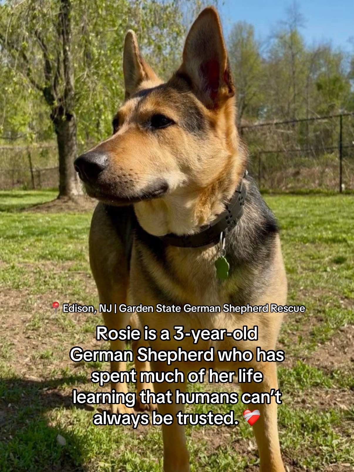 @Adopt a Pet