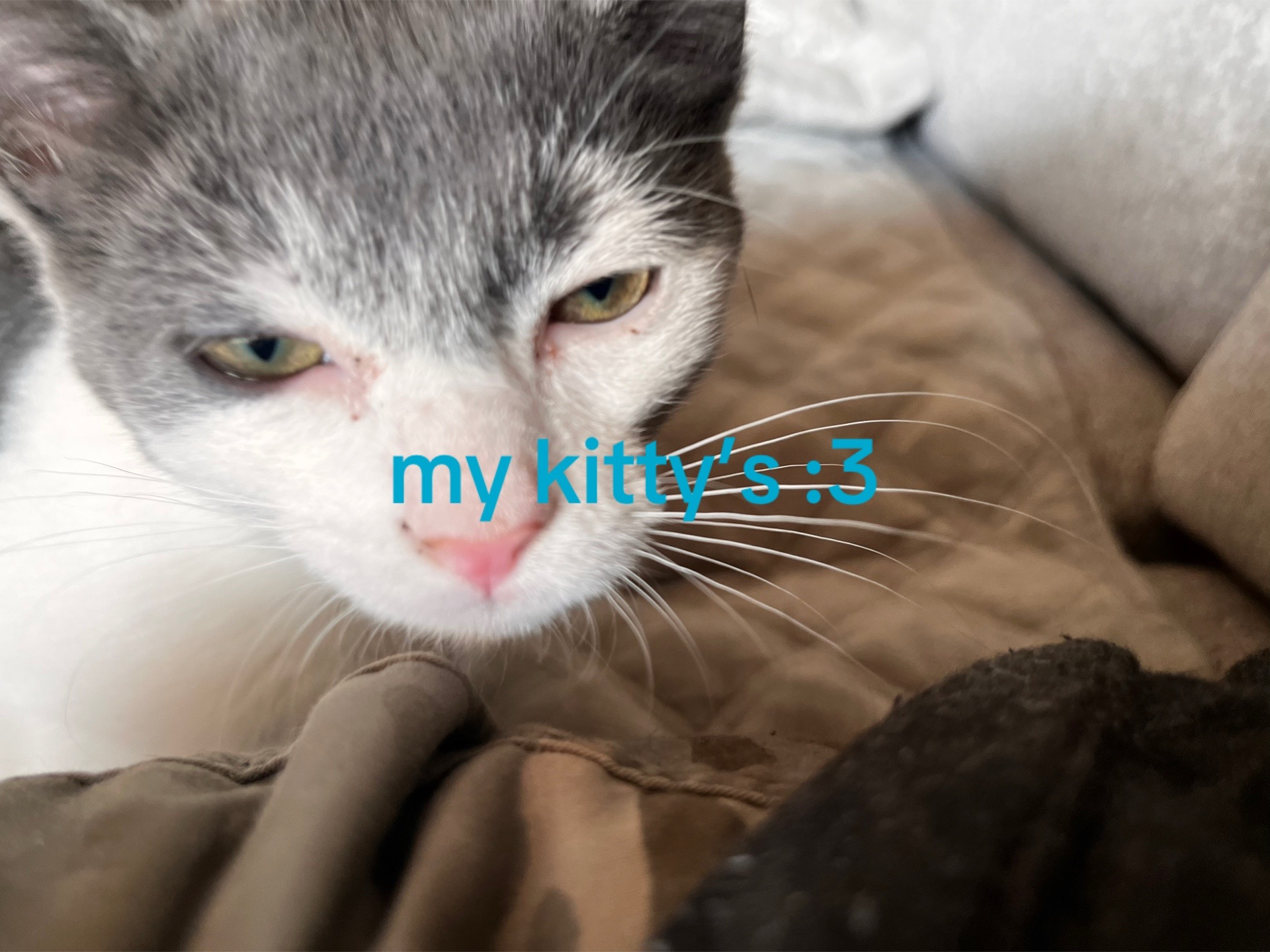 @★ツeçħøツ★