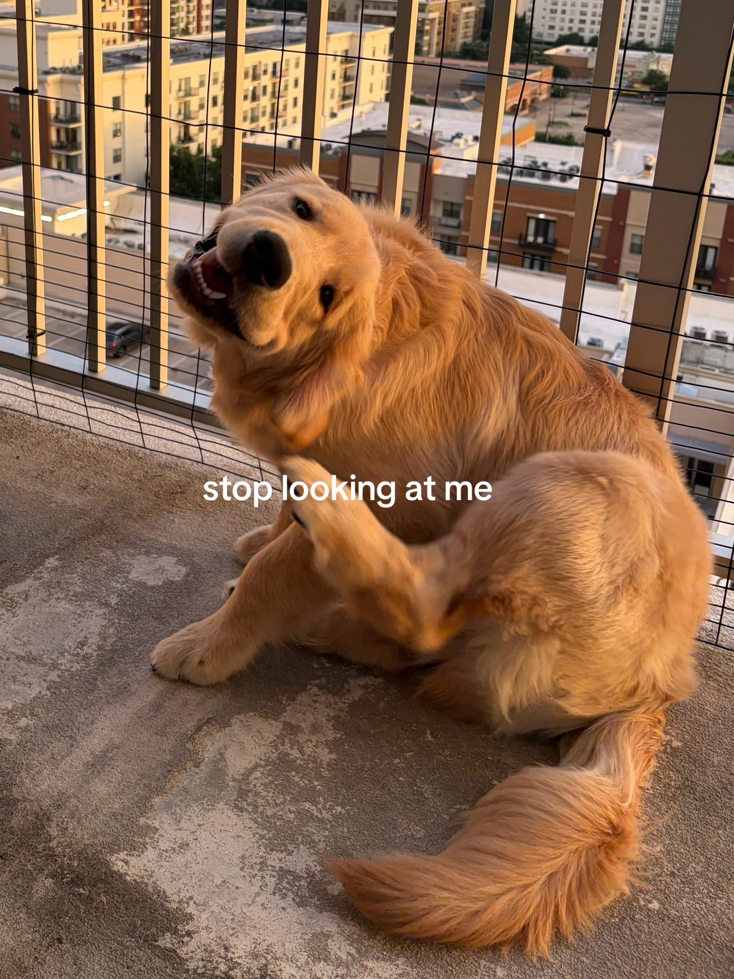@Luca the Golden