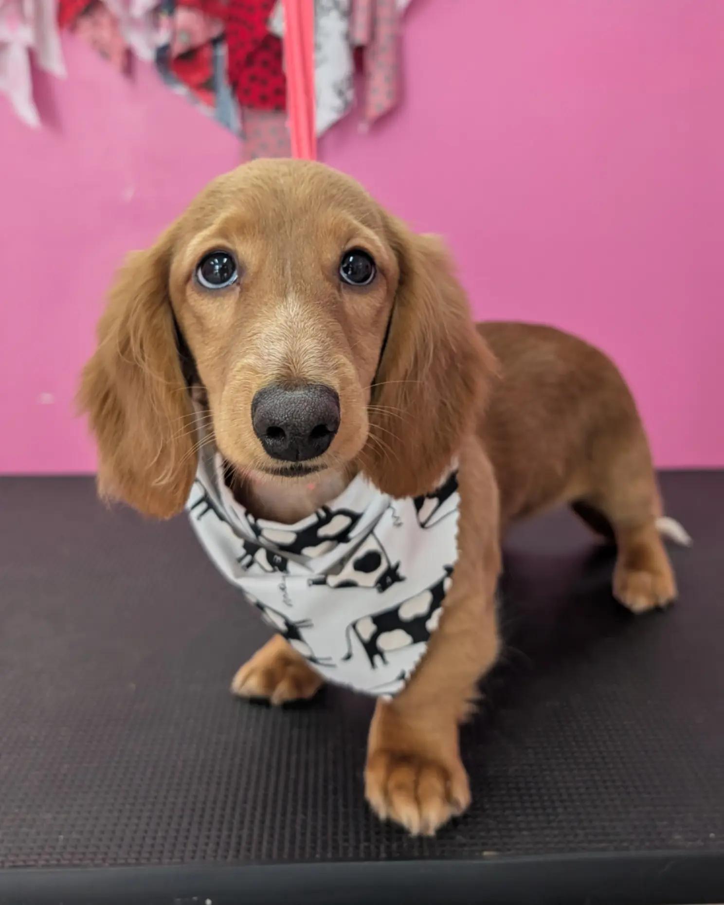 @bubulabapetgrooming