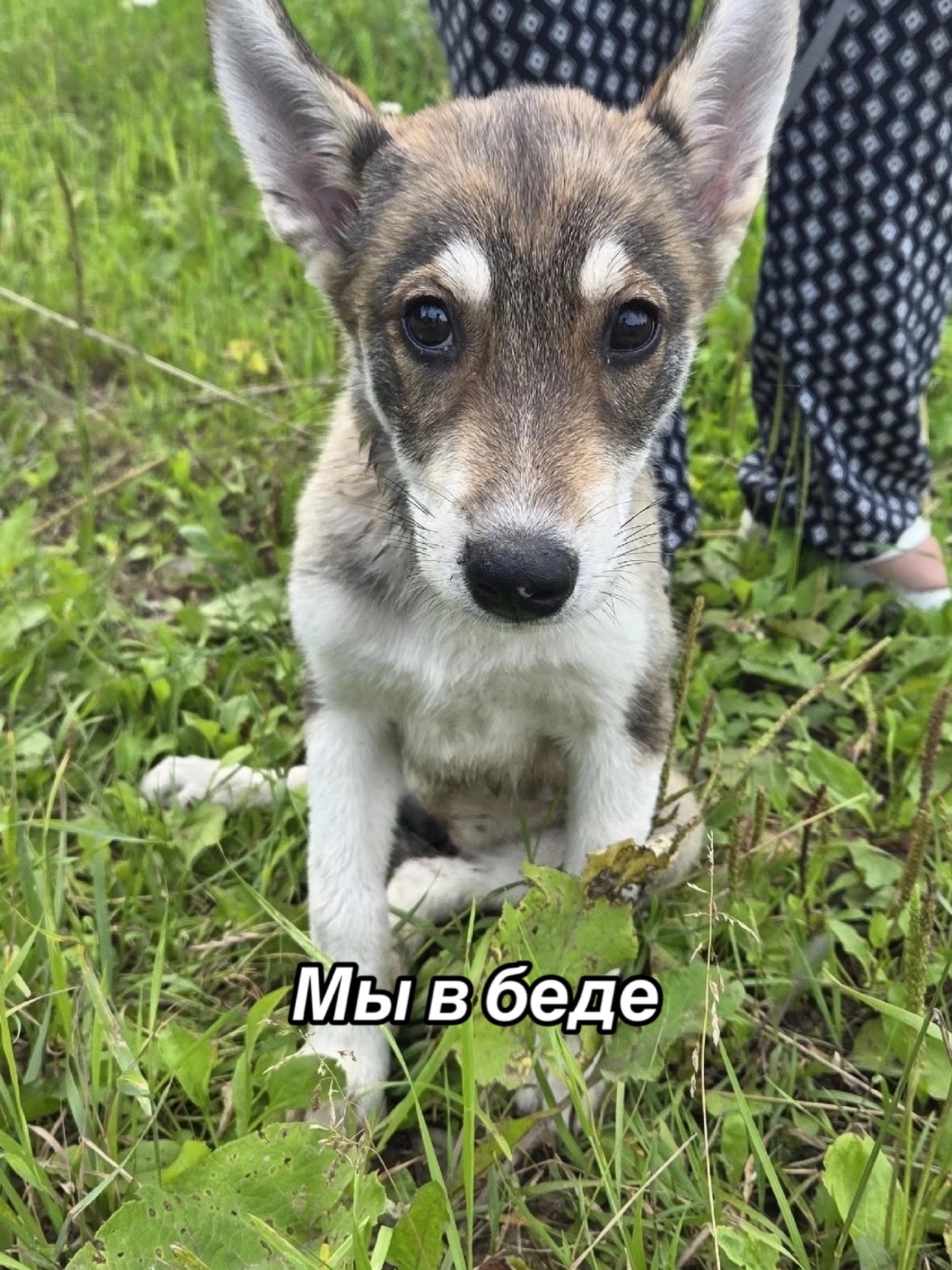 @Приют для животных Потеряшка