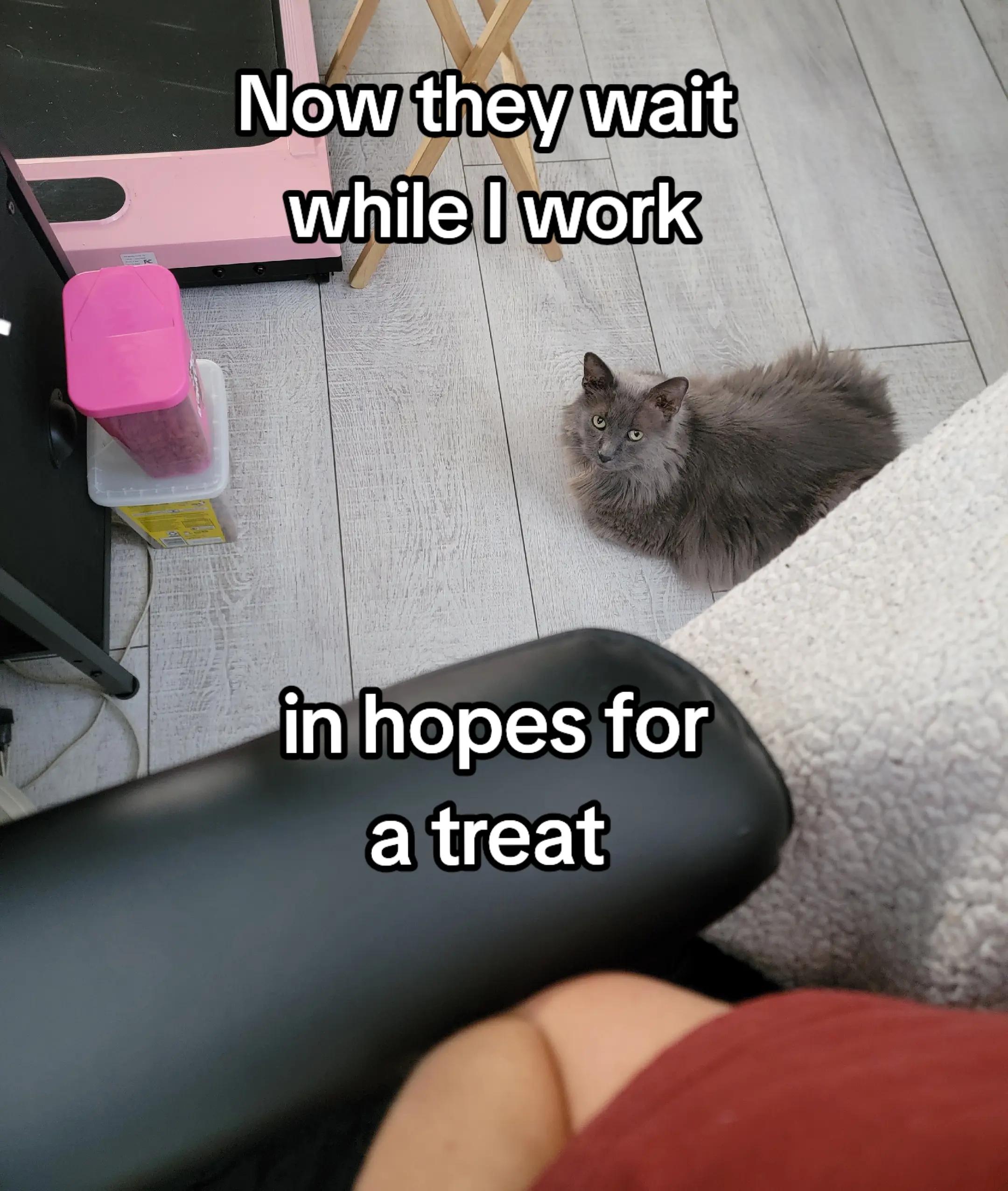 @CatCraze