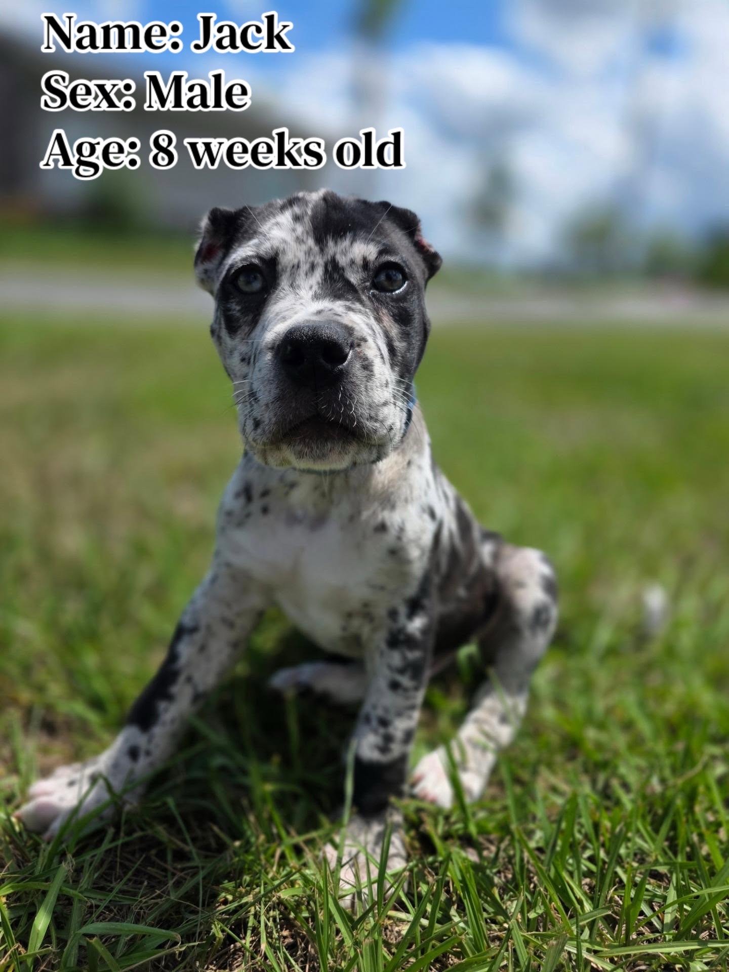 @Heart Land Cane Corso kennels