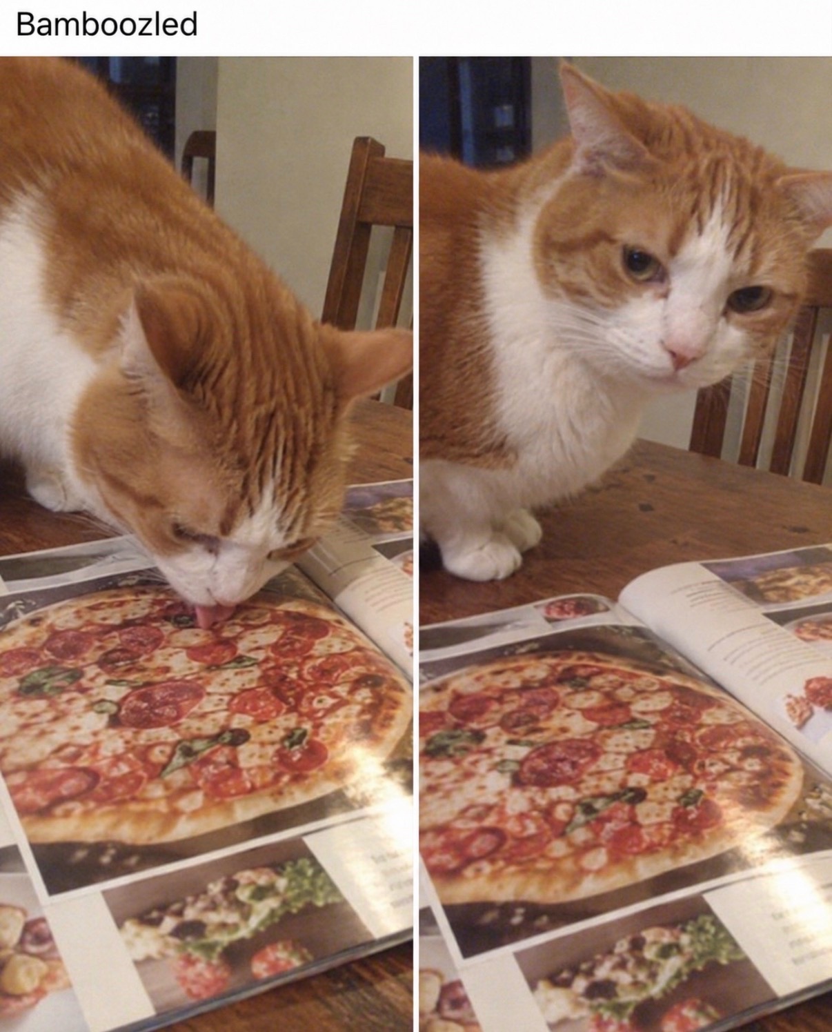 @cat memes