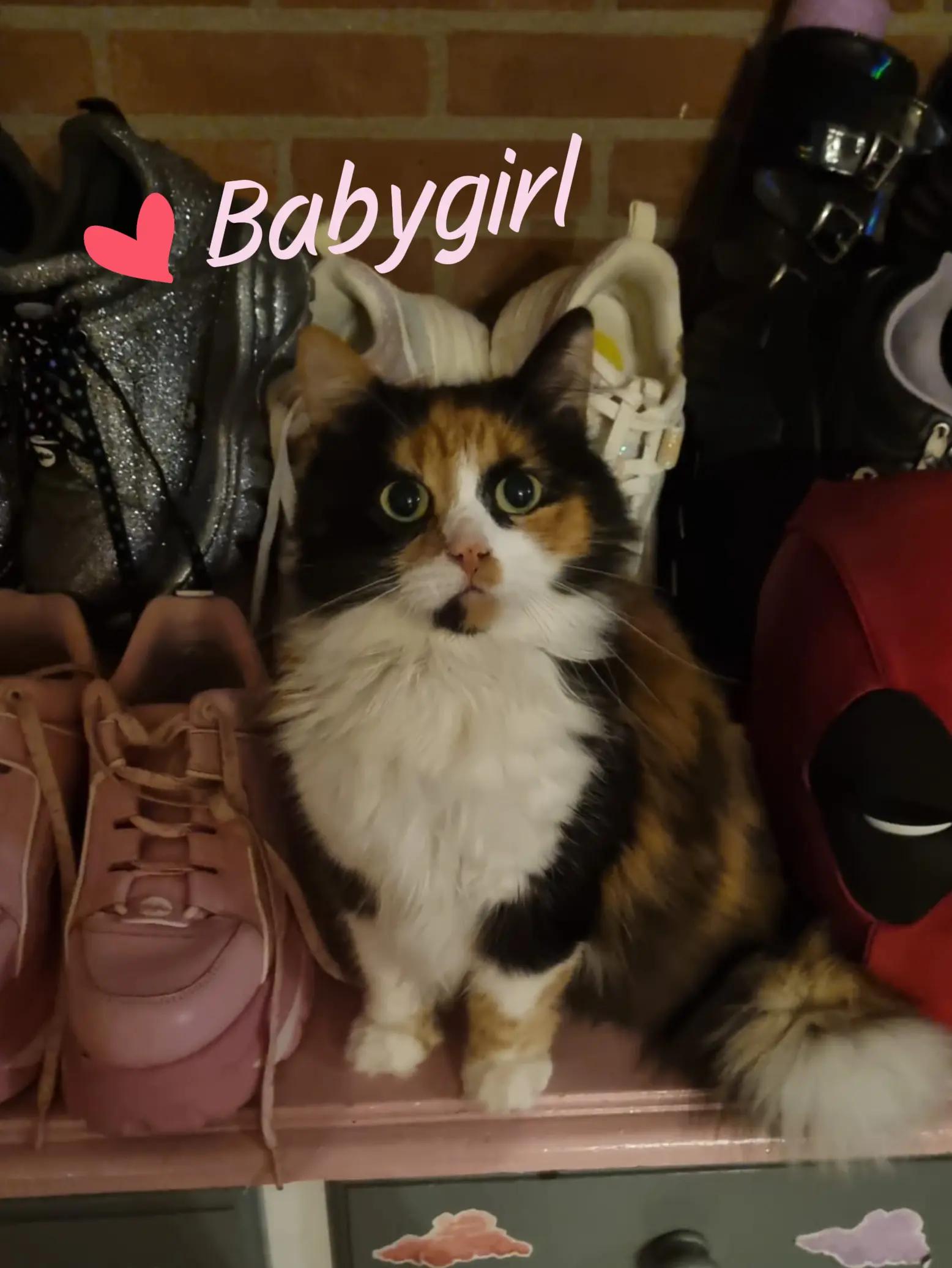 @🎀✨♡𝔓𝔞𝔰𝔱𝔢𝔩𝔗𝔯𝔞𝔰𝔥♡✨🎀